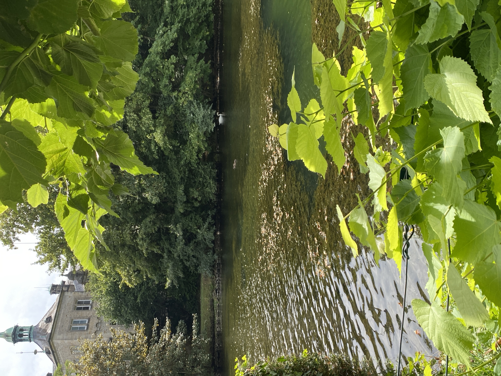 This image shows a tranquil scene at the Bückeburg Palace gardens in Bückeburg, Germany. In the foreground, bright green leaves, illuminated by sunlight, partially obscure the view. Beyond the leaves, a body of water, likely a pond or canal, is visible. The water is clear enough to see the submerged aquatic plants and scattered fallen leaves on the bottom. Sunlight glints off the rippling surface of the water. In the middle ground, a white swan swims gracefully in the water, accompanied by a duck. The background features dense green trees and foliage, leading to the imposing stone architecture of the Bückeburg Palace, with its distinctive tower and windows. The sky above is partly cloudy.