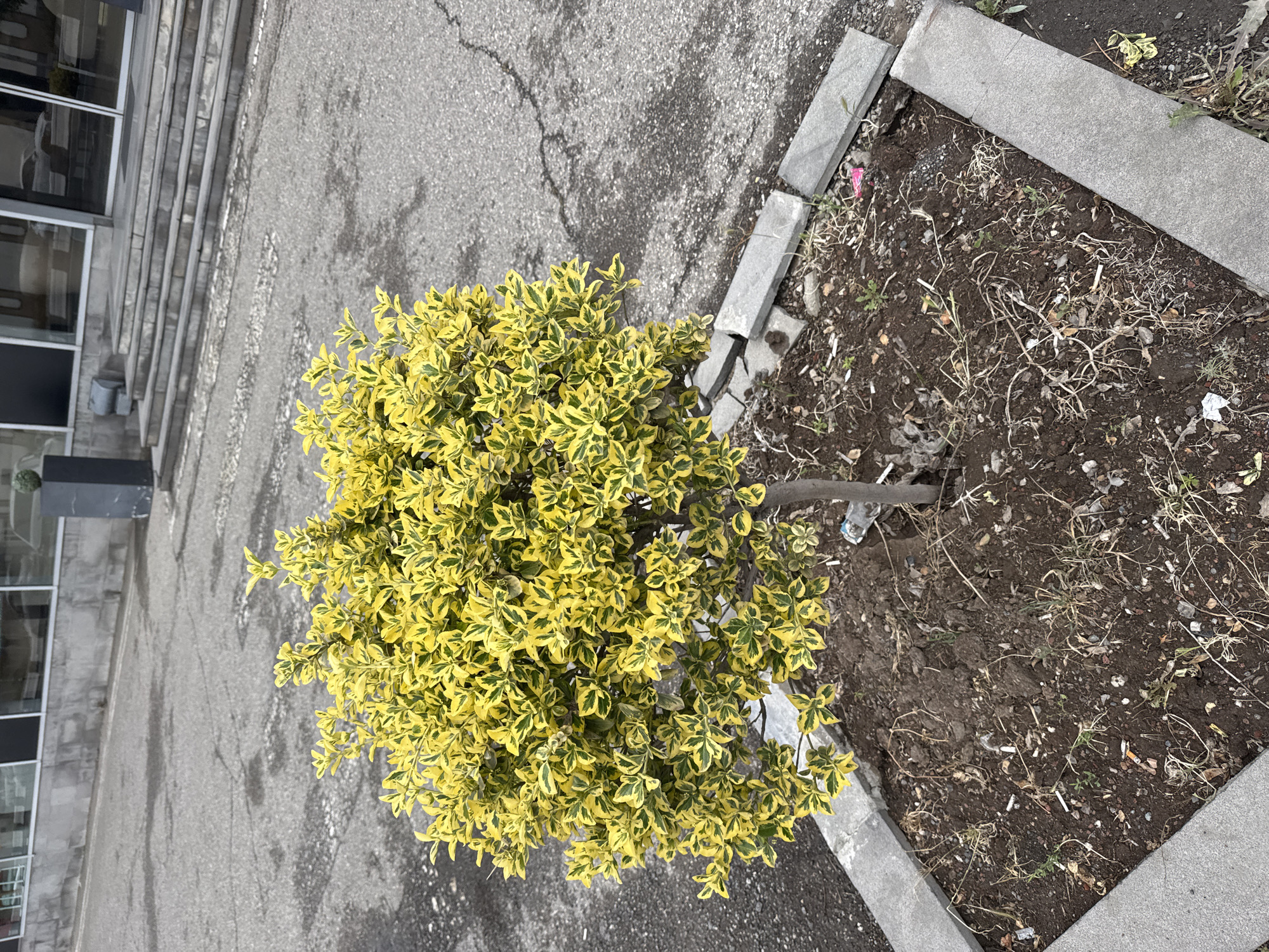 A top-down shot shows a yellow and green bush planted in a square patch of dirt, bordered by grey concrete slabs, possibly located in Yerevan, Armenia. The bush is positioned next to a cracked grey pavement. Adjacent to the pavement, steps lead up to a building with visible windows. The soil in the plant bed is littered with dried leaves, small weeds, and miscellaneous debris.