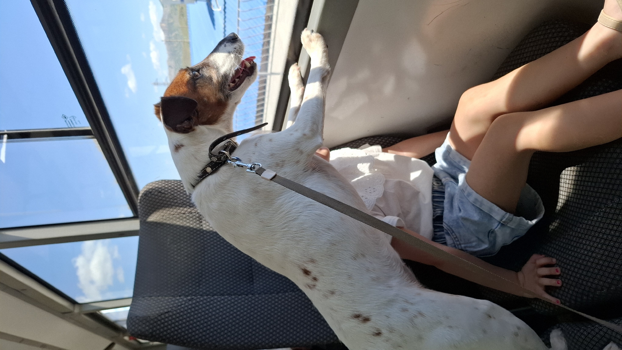 A medium, eye-level shot presents a Jack Russell Terrier leaning against a window in what appears to be a vehicle. The dog, predominantly white with brown spots and a brown patch on its head, is wearing a black collar and a gray leash. It is looking outside with its mouth open, possibly panting. Next to the dog is a child, whose legs and arms are visible, clad in blue denim shorts and a white shirt. The child's hand rests on the seat beside them. The vehicle's interior features gray seats and a window view showcasing a blue sky with scattered clouds, possibly an outdoor setting with a glimpse of water and distant land. The location is Unknown, Unknown.