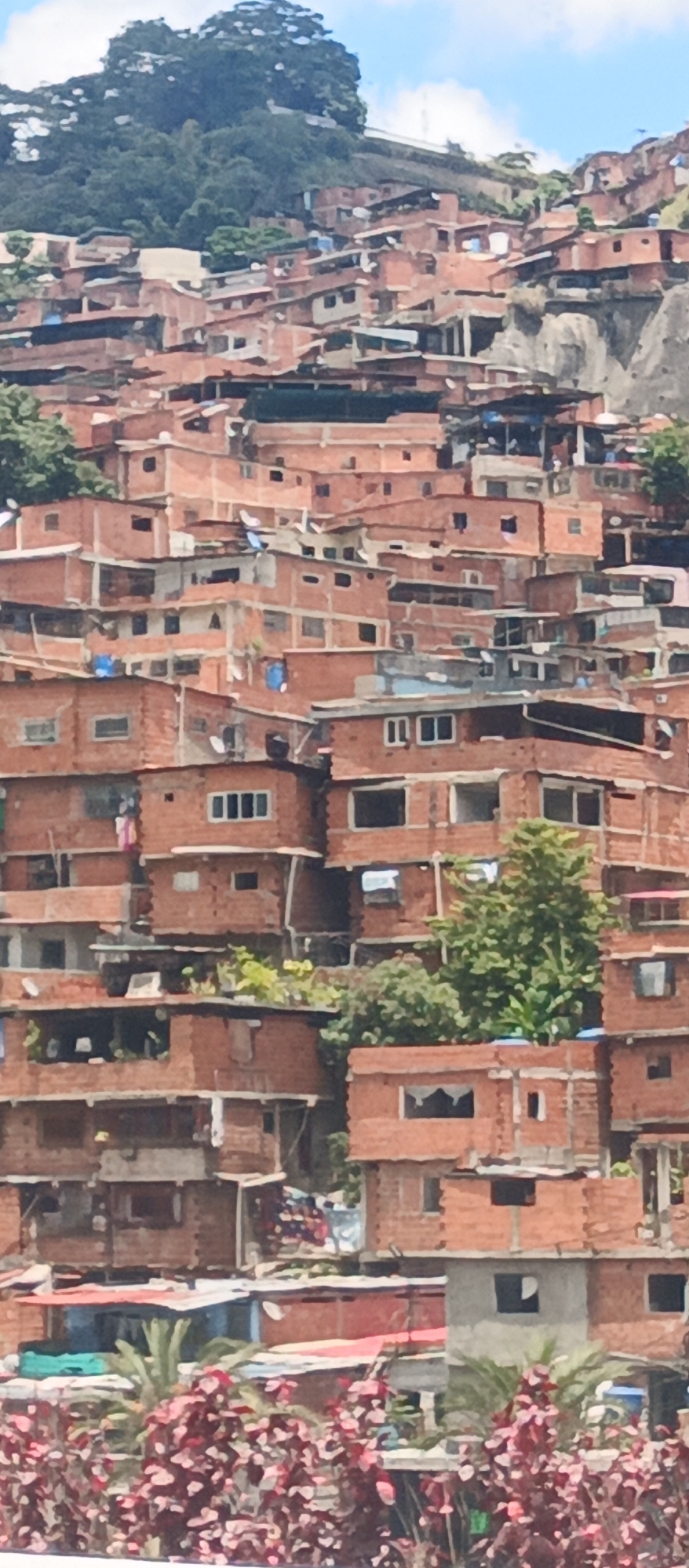 This is a telephoto, vertical, eye-level shot of a densely populated hillside neighborhood in Caracas, Venezuela. The structures are predominantly made of red brick, with many appearing unfinished or in various states of construction. The houses are stacked closely together, following the contours of the steep terrain. Some structures have corrugated metal roofs, while others have concrete or partially constructed upper levels. Windows and doorways are visible, some with makeshift coverings. Vegetation, including trees and bushes, is interspersed throughout the settlement, particularly on the upper slopes. In the foreground, lush green and red-leafed plants are visible. The sky above is bright blue with scattered white clouds. The overall impression is one of a vibrant, working-class community built on challenging terrain.