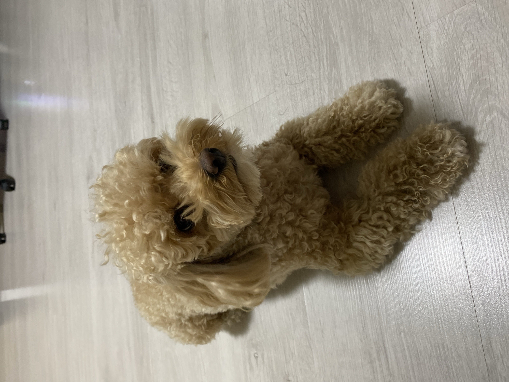 A light brown toy poodle is lying on a light-colored wooden floor. The dog is facing the camera with its head slightly tilted. The poodle has curly fur and dark eyes. The background is blurred, but it appears to be an indoor setting. The image does not contain any information about the location of Nikolskoye, Russia.