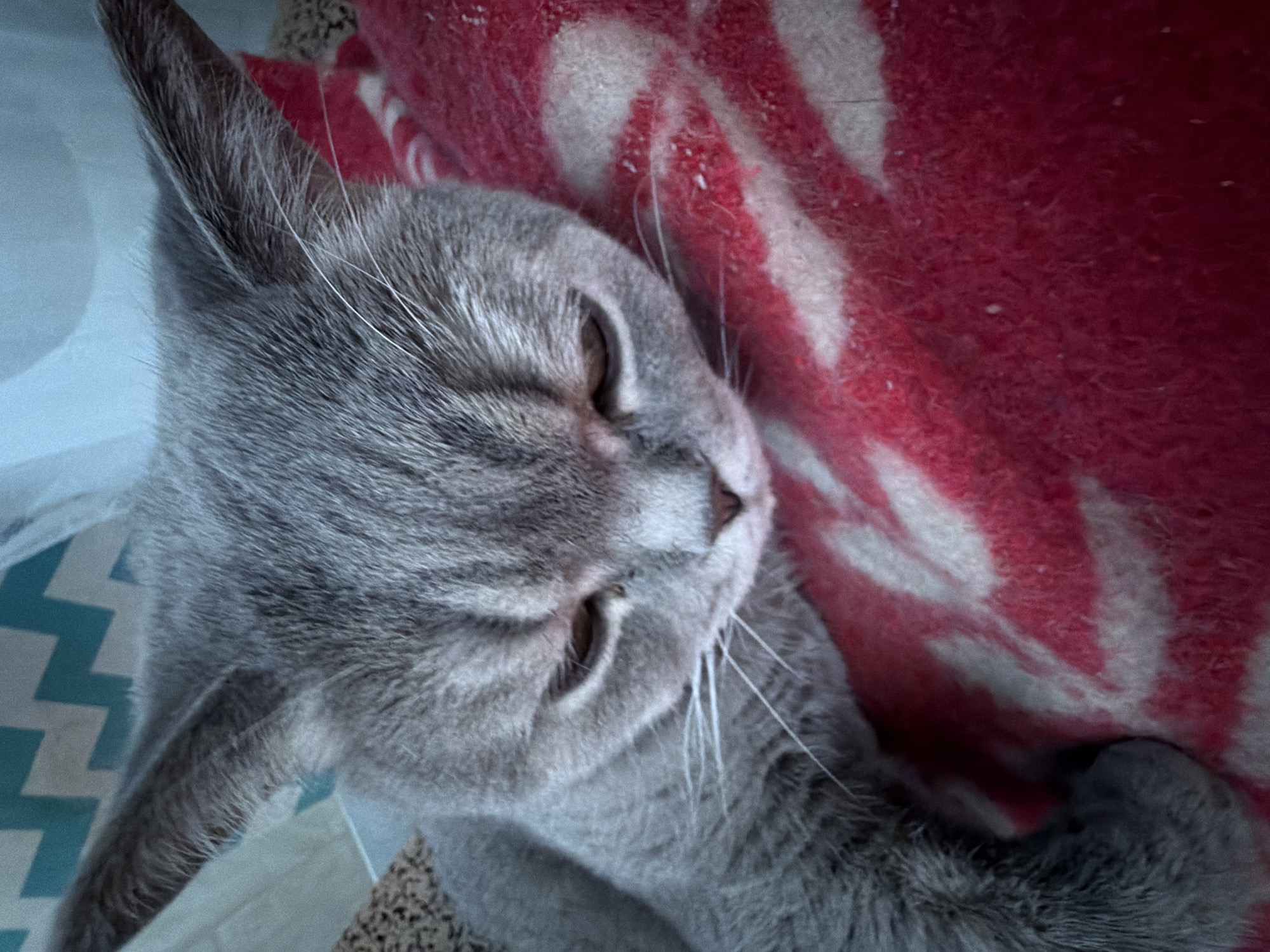 A close-up, diagonal shot captures a grey domestic shorthair cat resting peacefully on a red and white striped blanket. The cat's eyes are mostly closed, suggesting it is either asleep or on the verge of sleep. Its soft, short fur is visible in detail, along with prominent white whiskers extending from its muzzle. One of the cat's pointed ears is clearly visible at the top left of the frame.
The blanket, possibly made of fleece or a similar soft fabric, features broad, alternating stripes of vibrant red and white. A portion of a light blue and white chevron-patterned surface, possibly a pillow or another blanket, is visible underneath the cat's lower body and to the left. Another textured surface, resembling a woven carpet or mat, can be seen at the bottom right. The lighting is soft and natural, contributing to the tranquil atmosphere. The cat appears calm, comfortable, and deeply relaxed in this indoor setting, likely a home in Perm, Russia. There is no visible text in the image.