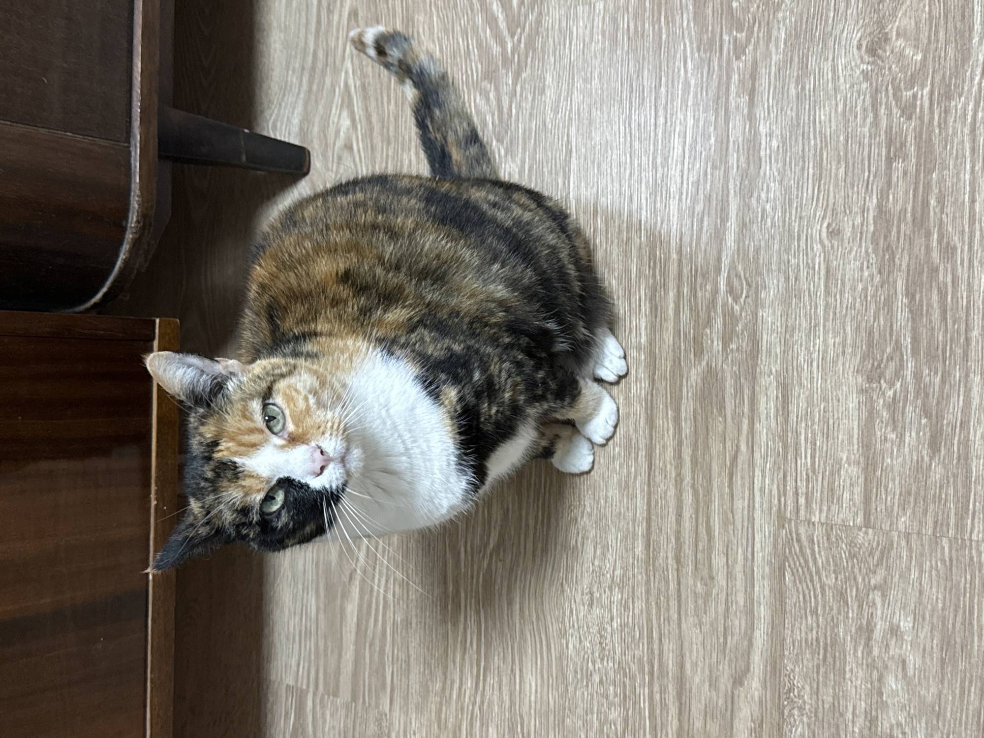 A calico cat is sitting on a light brown wood-grain floor. The cat is partially in front of a dark wooden cabinet. The cat is looking up towards the camera. The location is unknown.