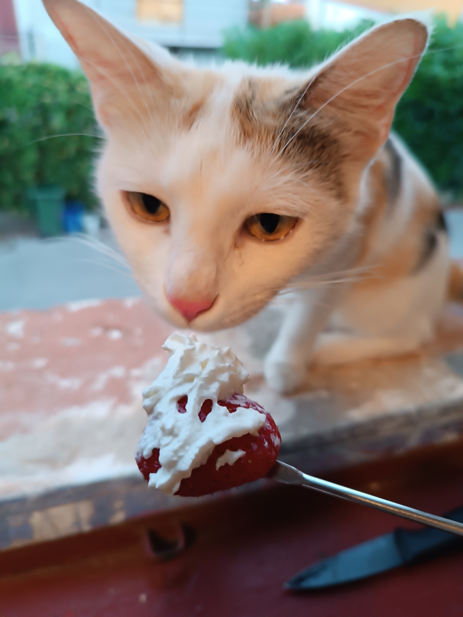 A close-up shot depicts a white and tan cat, its face the primary focus, intently observing a strawberry topped with whipped cream. The strawberry is impaled on a fork. The scene is set on a ledge or counter, with a blurred background of greenery and a building, suggesting an outdoor or semi-outdoor setting. A knife is partially visible beneath the fork. Given the request for the location, the image is reportedly taken in Viadana, Italy.