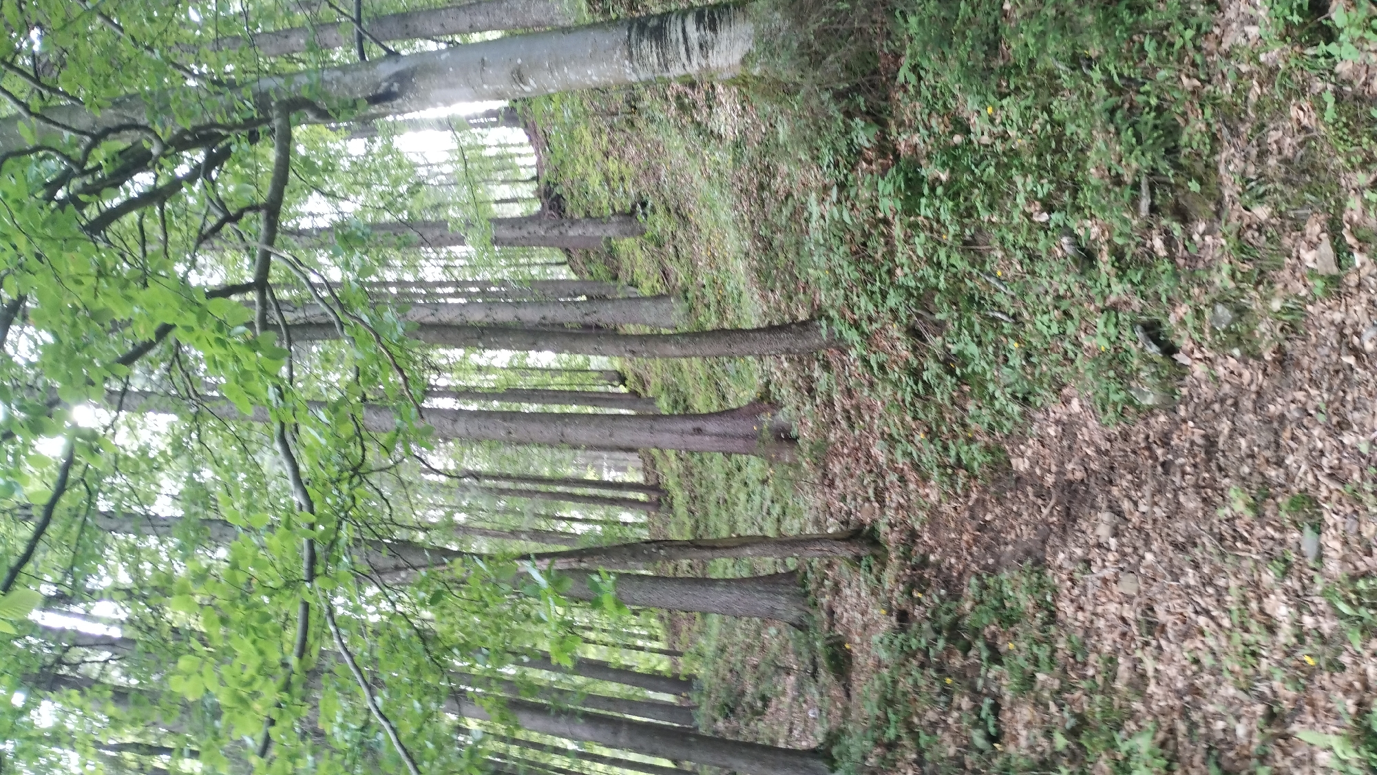 The image depicts a dense forest with a path or clearing running through it, bordered by a line of trees on the left and lush green undergrowth on the right. The trees are predominantly vertical, with rough bark and a variety of leaf densities. The foliage on the left side is vibrant green and appears to be closer to the viewer, with sunlight filtering through the leaves, suggesting a bright day. The trees on the right are further in the distance, creating a sense of depth. The ground is covered in fallen leaves and patches of green vegetation. The scene evokes a tranquil and natural setting, likely a woodland area. The orientation of the image is such that the trees appear to be growing horizontally. There are no visible people, objects, or text in the image. The time of day appears to be daytime, and the weather seems fair, allowing for sunlight to penetrate the canopy. The location context provided is Synevyrska Poliana, Ukraine, which suggests a natural, possibly mountainous, forest environment.