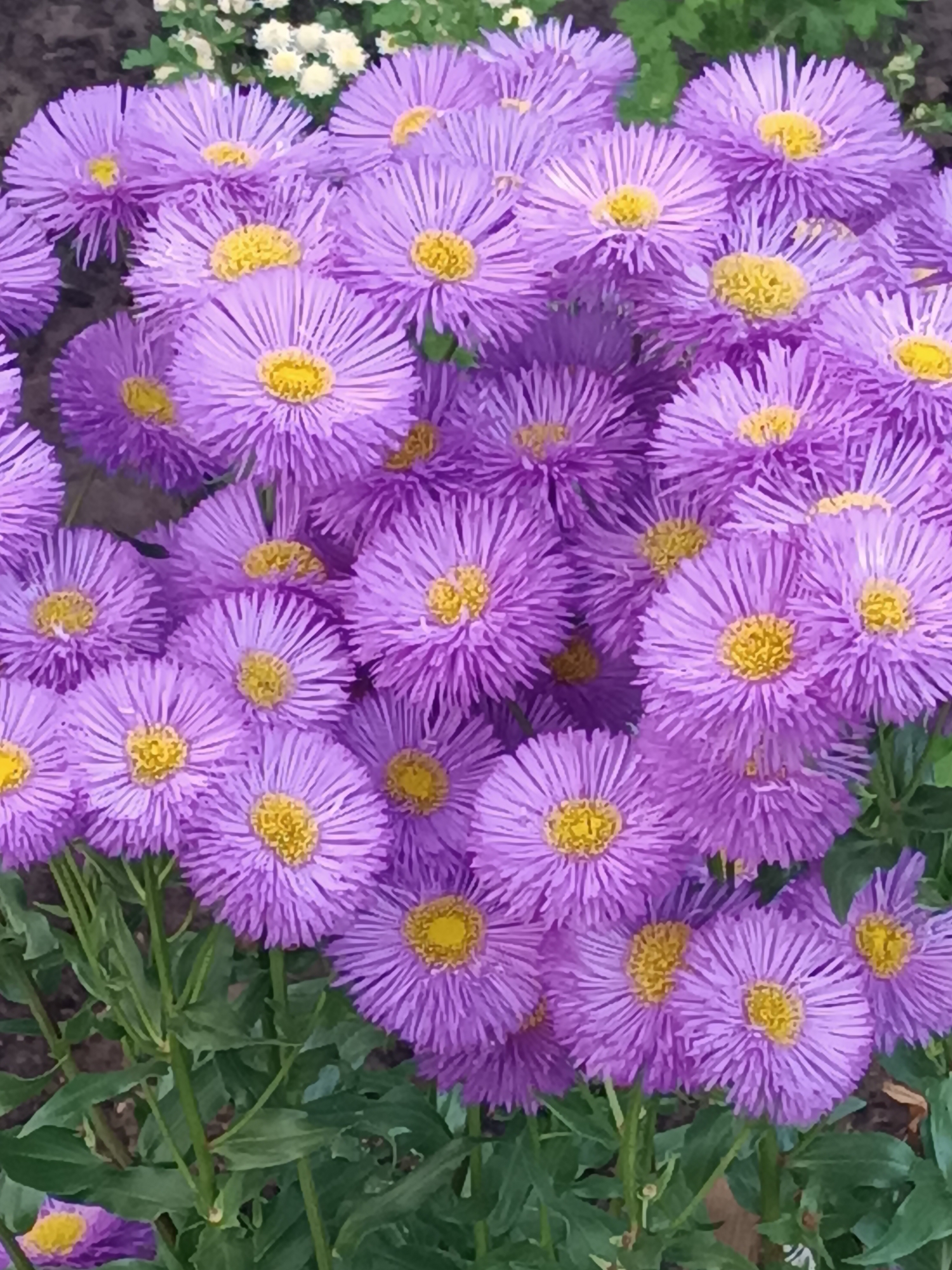 This is a close-up, eye-level shot of a dense cluster of purple aster flowers with bright yellow centers. The flowers are in full bloom and their thin, ray-like petals create a textured effect. The background consists of out-of-focus green foliage and dark soil, suggesting an outdoor garden setting. The lighting is bright, highlighting the vibrant colors of the flowers. The image appears to be a photograph taken on a cloudy day or in shade, as there are no harsh shadows. The location is described as Unknown, Unknown.