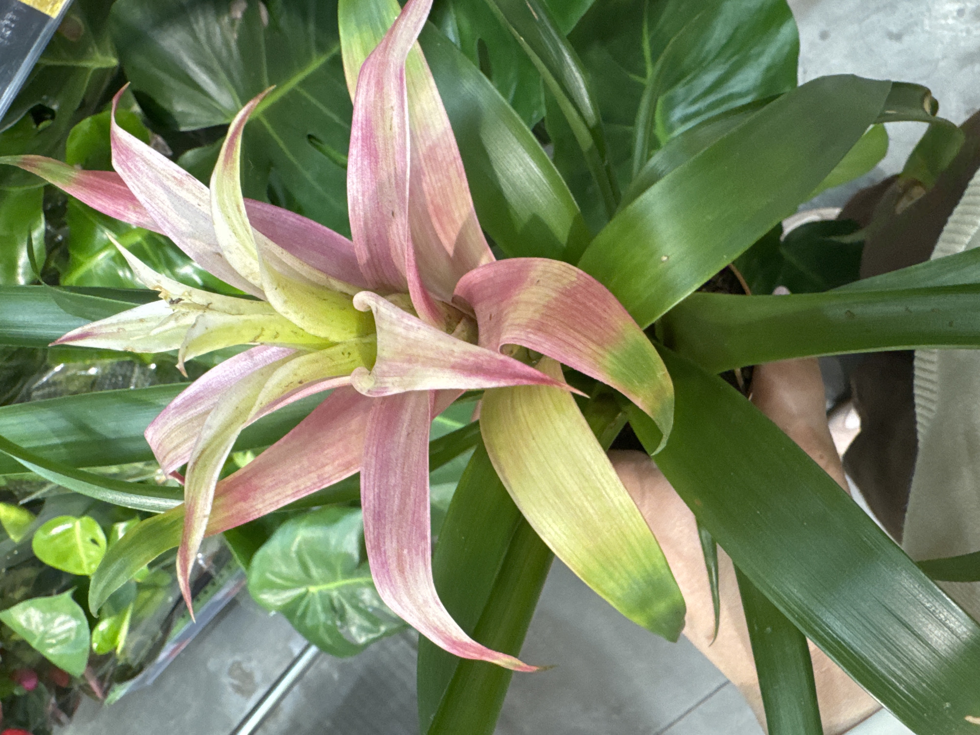 A close-up, eye-level, full shot shows a bromeliad plant with pink and green leaves and a pale green and pink center, held by a person's hand. The plant is indoors, with other green plants and a blurred background that suggests a retail environment. The lighting is bright and even. There is no information available about the location in Rozhdestvenskaya, Russia.
