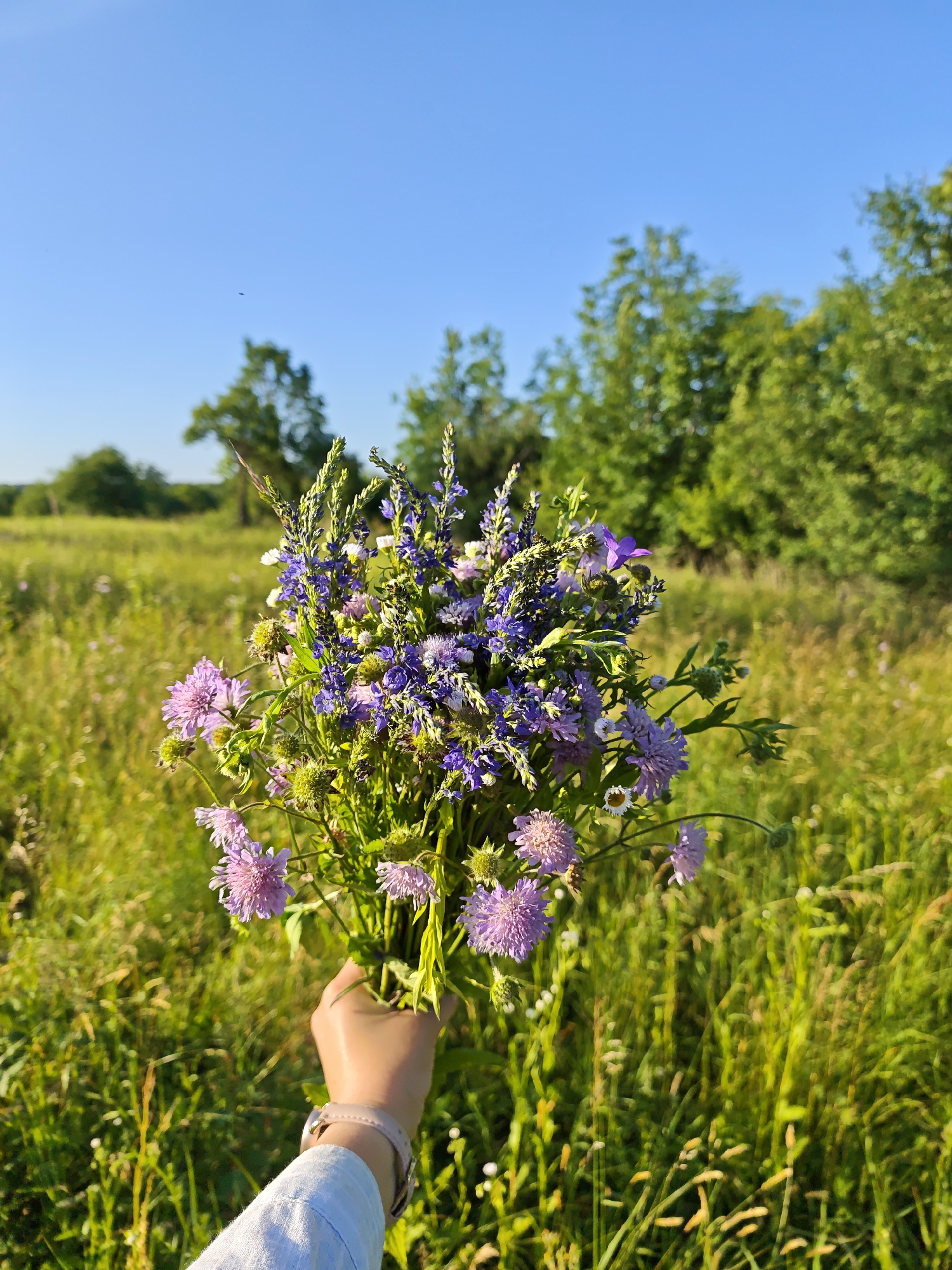 In Parkhomivka, Ukraine, a hand wearing a light pink wristwatch is holding a bouquet of wildflowers in a sunlit meadow under a clear blue sky. The bouquet is composed of various purple and pink flowers, with tall green stems and some small white blossoms scattered throughout. The meadow is lush with tall green grass and other wildflowers, with a line of trees visible in the background under the bright sky.