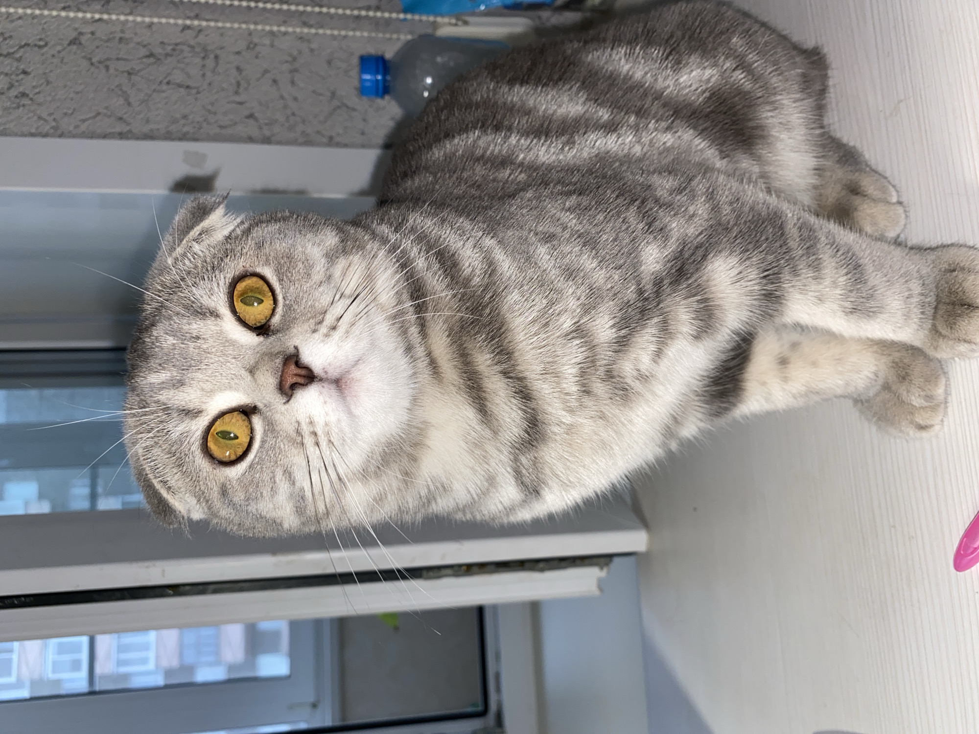 A gray and white tabby Scottish Fold cat with golden eyes is sitting on a white surface, possibly a shelf or windowsill. A clear plastic water bottle with a blue cap is visible in the background, along with a window showing blurred buildings. The location in Votkinsk, Russia is not verifiable from the image.