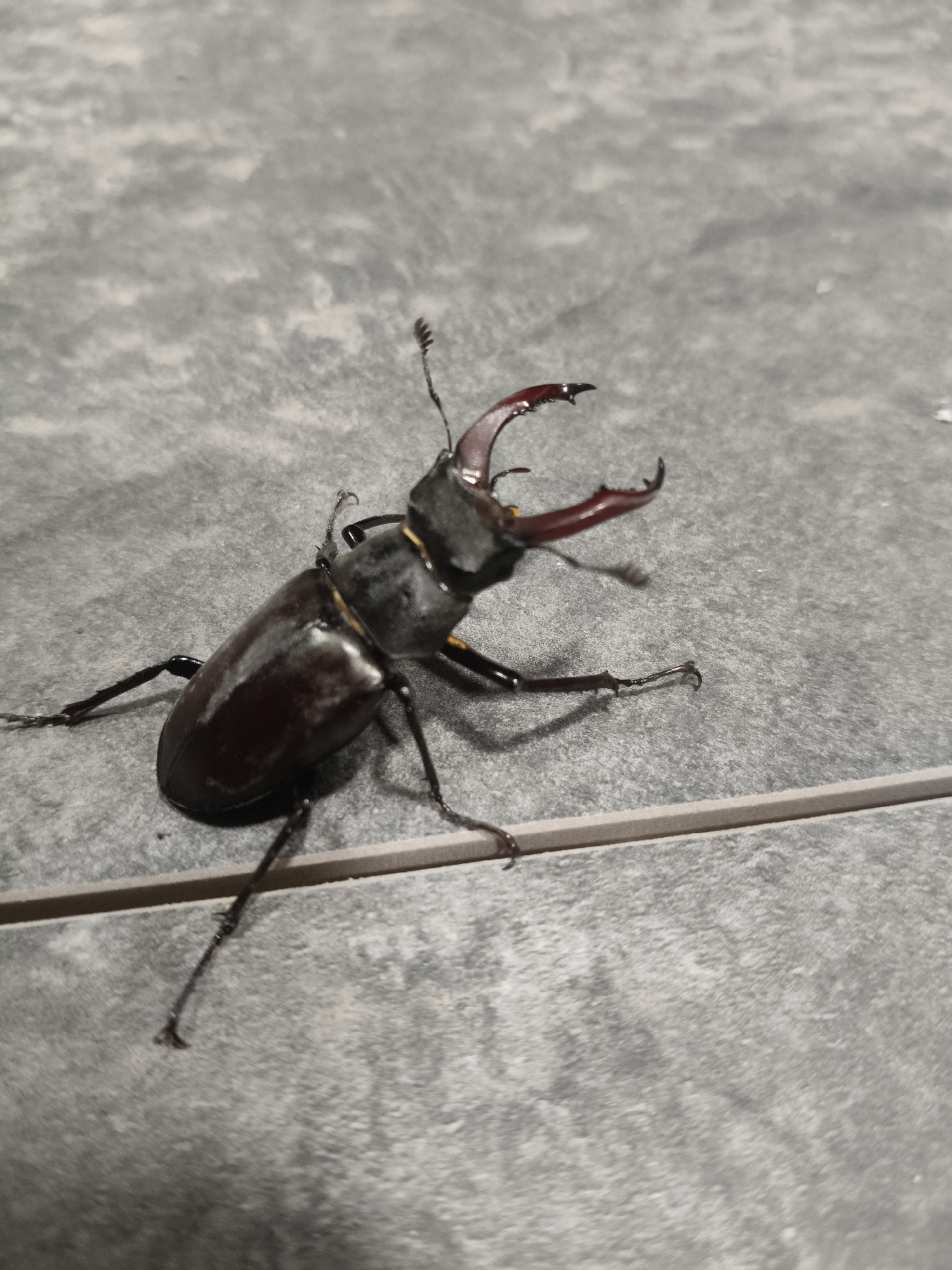 A stag beetle, identified by its large mandibles, is positioned on a textured gray surface, likely tile. The beetle is dark brown and appears to be on its side, with its legs extended. The surface has a subtle pattern of lighter and darker gray tones. The lighting casts shadows, particularly from the beetle's legs and mandibles. There is a distinct horizontal line crossing the surface below the beetle. The scene does not contain any elements indicating the city of Grinăuți, Moldova.