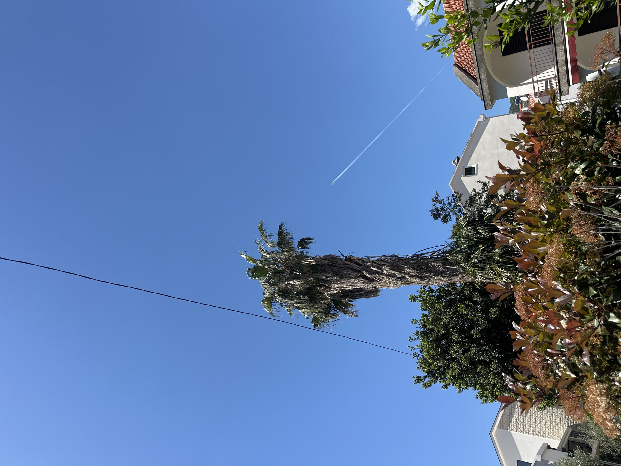 The image shows a scene in Budva, Montenegro, taken from a low angle. The clear blue sky dominates the view, with a thin contrail from an airplane visible near the upper center. A tall palm tree extends diagonally across the frame, its trunk and fronds partially obscuring the sky. A power line stretches across the lower part of the sky. Buildings and dense greenery, including trees and shrubs, are visible on the right side of the image. The buildings have white walls and terracotta roofs.