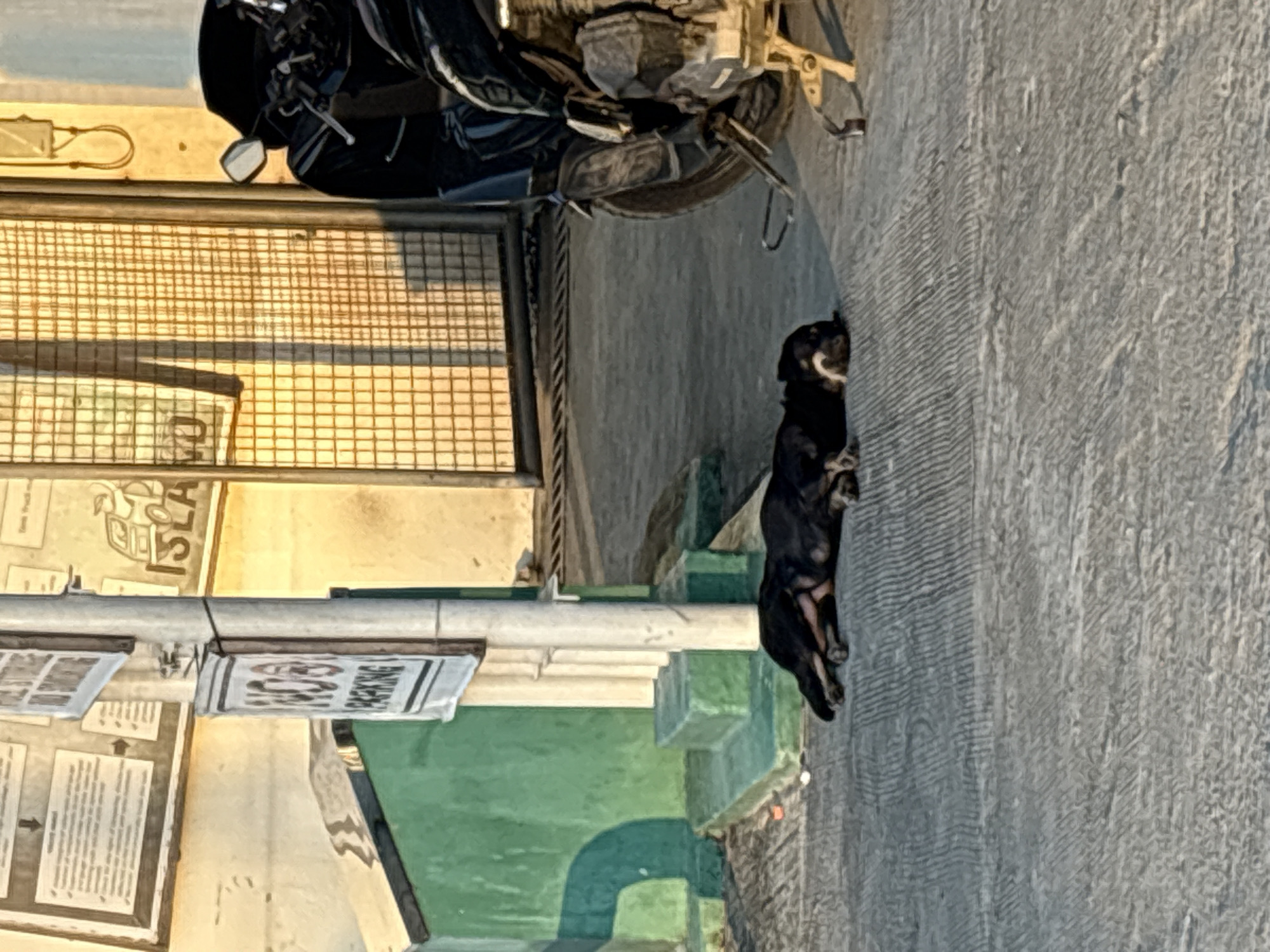 In Tagum City, Philippines, a black dog lies asleep on a paved ground. The dog is in the foreground, stretched out on its side. Behind the dog, a motorcycle is parked. A metal fence with a grid pattern is visible, with a portion of a sign that reads "ISLA" on it. To the left, a green structure with white accents is present, and a pole with a "NO PARKING" sign is also in view. The ground surface is a rough, textured pavement, and the lighting suggests it is either early morning or late afternoon, casting shadows on the scene.