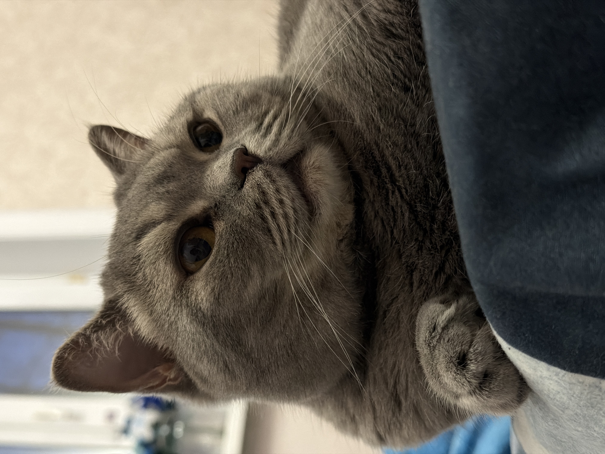 A close-up portrait photograph depicts a gray domestic cat, likely a British Shorthair, in Perm, Russia. The cat is shown from a unique perspective, appearing to be lying on its back or side, with its head tilted to look directly at the camera. Its large, round amber eyes convey an inquisitive and watchful expression. Prominent features include its small pink nose and numerous long, white whiskers that fan out from its muzzle. The cat's dense, short gray fur is clearly visible, showing variations in texture around its face and ears. On the right side of the frame, a dark blue fabric, resembling clothing, is visible, suggesting the cat is resting against a person or soft surface. A lighter grey/white fabric is partially visible beneath the blue. The background is softly blurred and light-colored, possibly an indoor wall or furniture, creating a shallow depth of field that emphasizes the cat. The lighting appears soft and natural, indicating daytime. No visible text is present.
