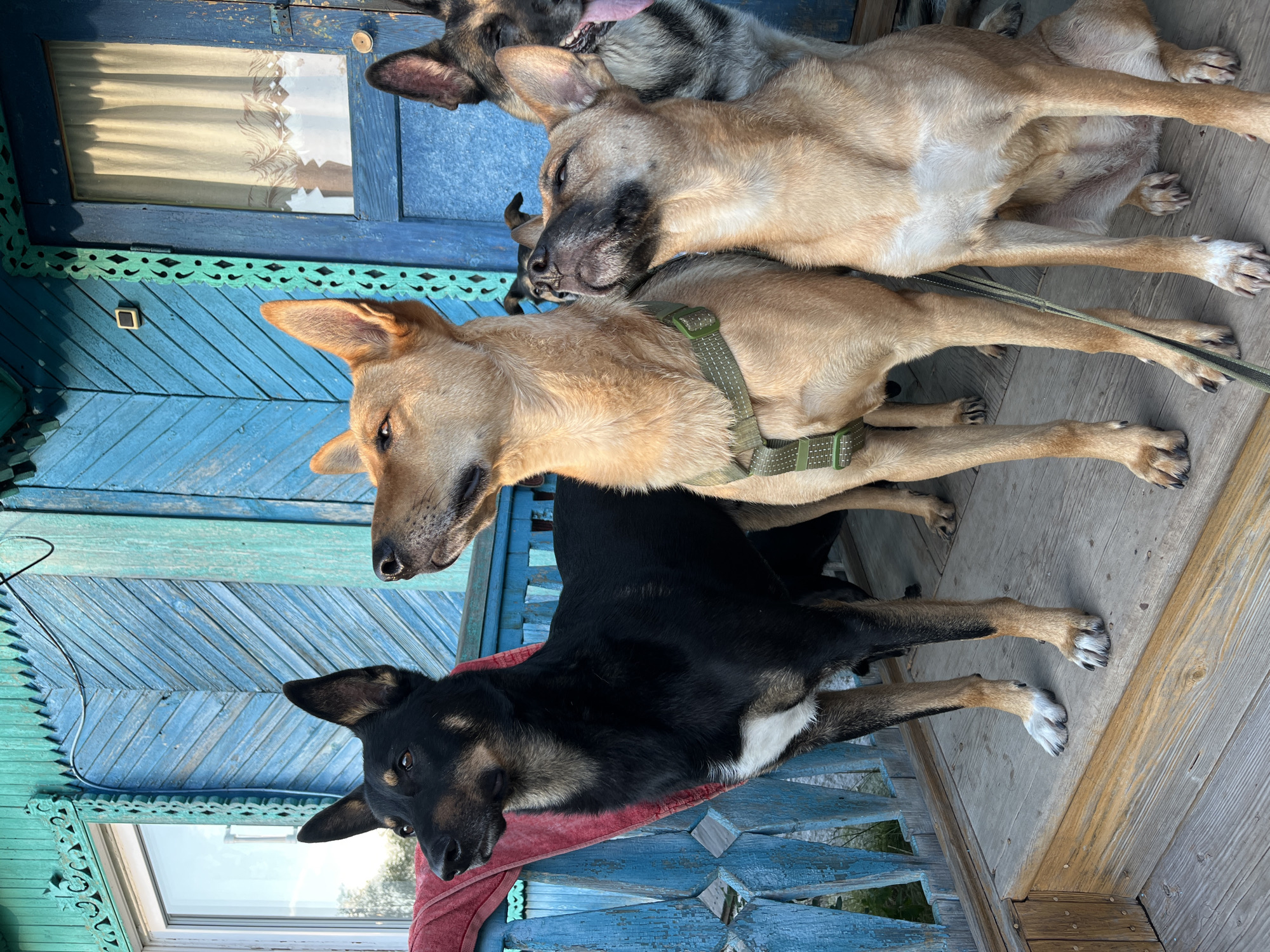Four dogs are standing on a wooden porch in front of a bright blue wooden house. The house has intricate decorative trim painted in teal and green around a window and door. The dog on the far left is black and tan with white markings on its chest and paws. The next dog is light brown and wearing a green harness. The third dog from the left is also light brown and looking upwards. The fourth dog, partially visible on the right, appears to be a German Shepherd with black and tan fur. The porch floor is made of weathered wooden planks. The scene suggests a warm, sunny day. The location is stated to be Nizhny Tagil, Russia.