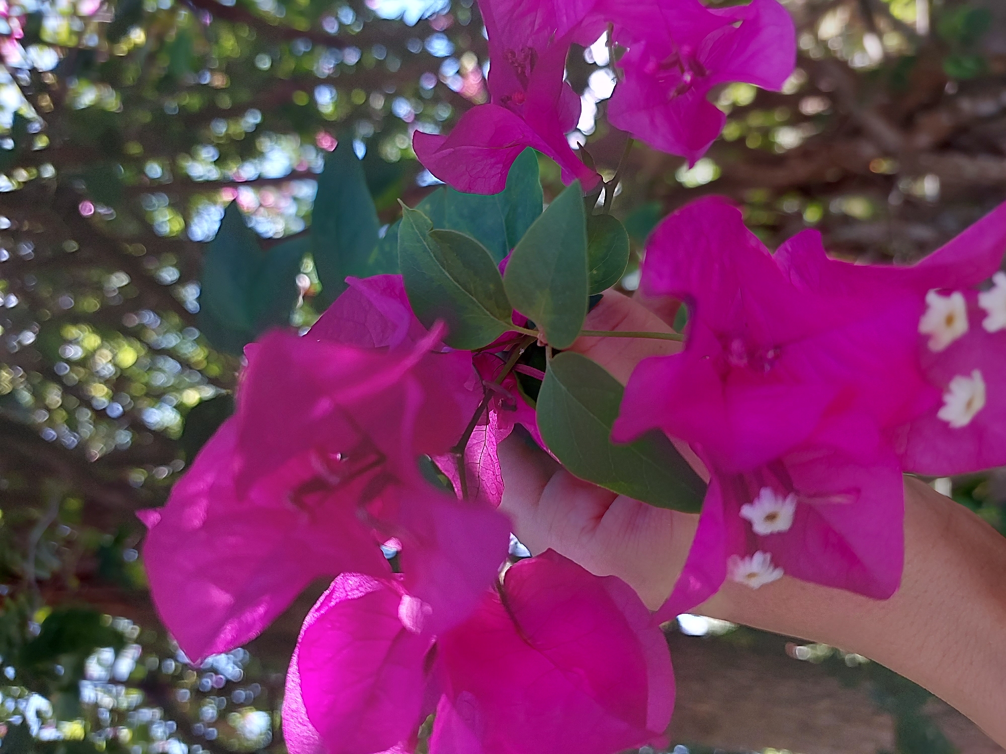 A hand gently holds bright pink bougainvillea flowers against a blurred background of trees and dappled sunlight in Baan Mae Nam, Thailand. The bougainvillea's vibrant bracts, which are often mistaken for petals, surround small, delicate white flowers. The hand, with its skin tone visible, appears to be supporting the blossoms, possibly to admire them or prevent them from falling. The overall scene evokes a sense of natural beauty and a close connection with the flora.