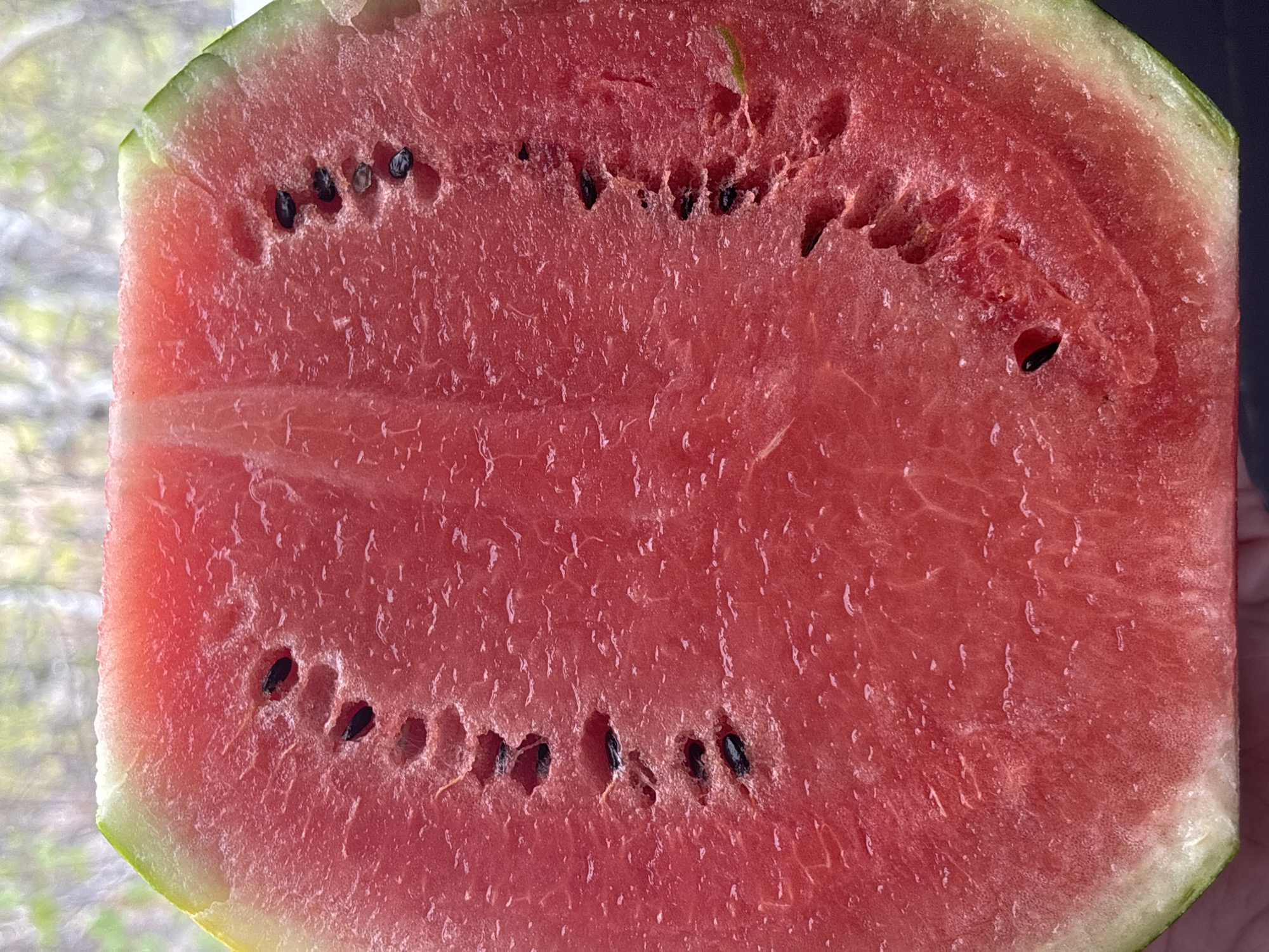 A close-up image shows a cut watermelon. The watermelon flesh is a vibrant red color with scattered black seeds. The rind is visible along the top edge, showing a light green fading into a darker green outer layer. The background appears blurred, with hints of a window and possibly greenery outside. The image seems to be taken in natural light.