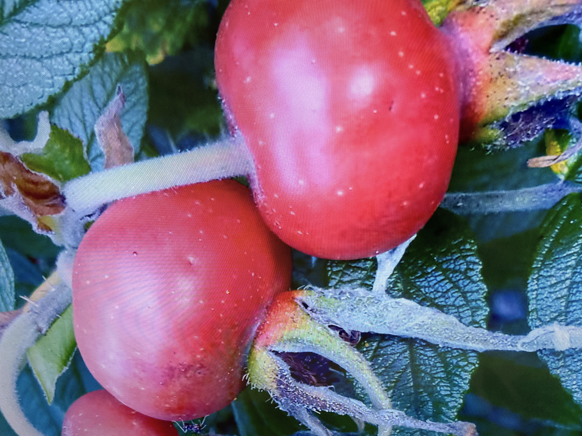 The image is a close-up, macro photograph of several red rose hips on a branch. The rose hips are round to oval and a vibrant red color. Some have small white speckles on their surface. The sepals of the rose hips are visible and appear fuzzy, with some frost or ice crystals. The branch and leaves are green and dark. The background is a blur of green and dark colors, suggesting foliage. There are no people or animals visible in the image. The scene appears to be outdoors, possibly in a garden or natural setting. The location of Kohtla-Järve linn, Estonia is not depicted in the image.