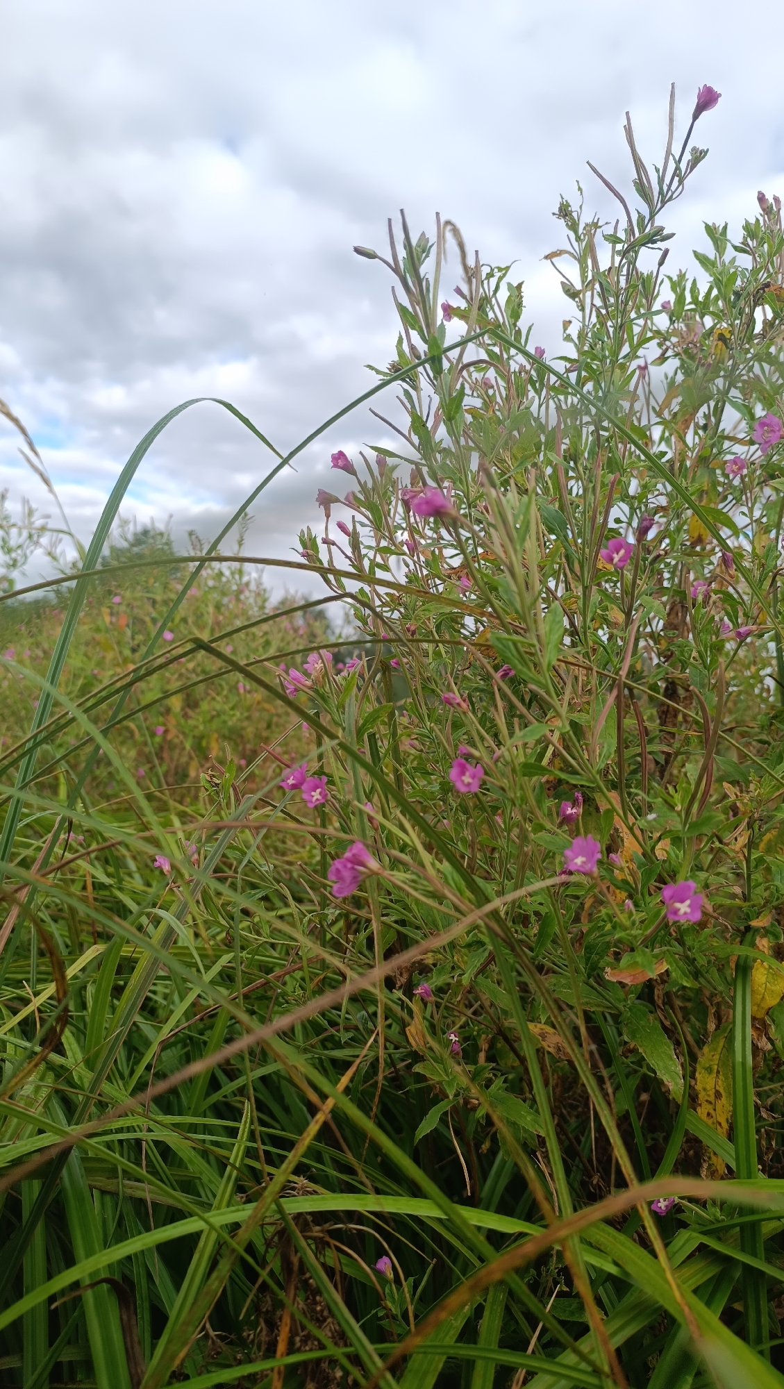 The image depicts a close-up view of wild plants with small, pinkish-purple flowers and green foliage. Tall blades of grass in the foreground obscure parts of the vegetation. The background shows a dense growth of similar plants extending into the distance, under a cloudy sky. The scene appears to be an outdoor, natural environment. There are no people or animals visible. The location is stated to be Karsha, Russia.