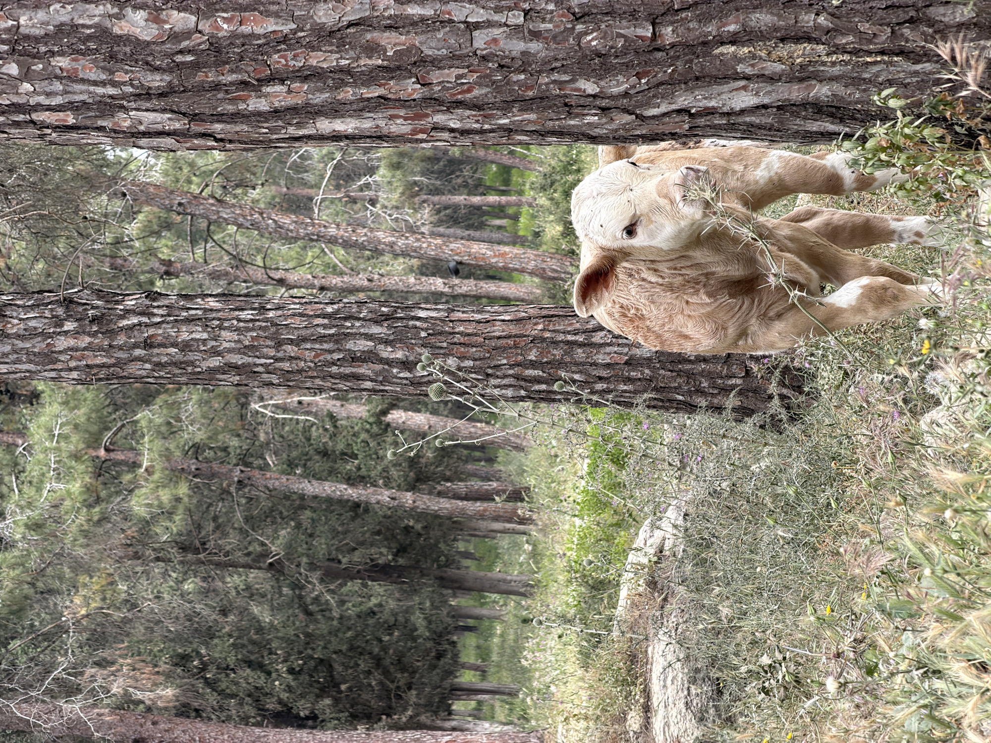 The image, likely taken in the Jezreel Valley Regional Council, Israel, shows a light-colored calf resting on the ground amid vegetation, positioned between two tree trunks. The surrounding environment suggests a forest setting with multiple trees in the background. The calf is the main subject, seemingly lying down and possibly resting. The foreground contains dense vegetation, while the background offers a view through the trees into the forest.