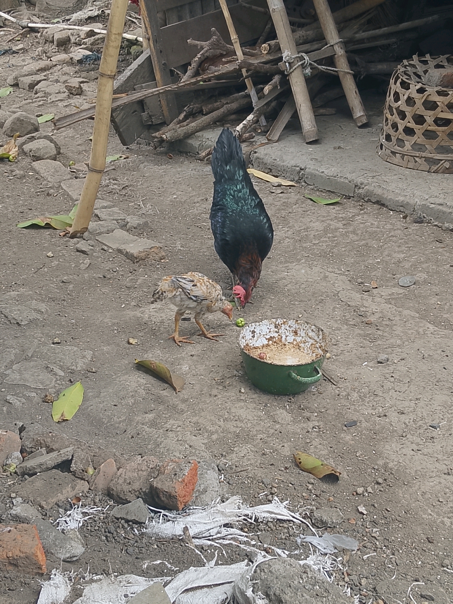 In an outdoor environment, likely a rural or undeveloped area in Unknown, Unknown, a rooster and a chick are foraging. The rooster, with iridescent dark plumage, is positioned to the right, pecking at something in a green, metal bowl. The chick, smaller and with mottled brown and white feathers, is to the left of the rooster, also engaged in feeding. The bowl, showing signs of wear and rust, contains what appears to be food scraps. The ground is a mixture of dirt, gravel, and scattered rocks, with some dried leaves and debris. In the background, there is a collection of wooden poles and branches, possibly part of a shelter or construction, and a woven basket. A bamboo pole stands vertically to the left of the scene. The lighting suggests it is daytime.