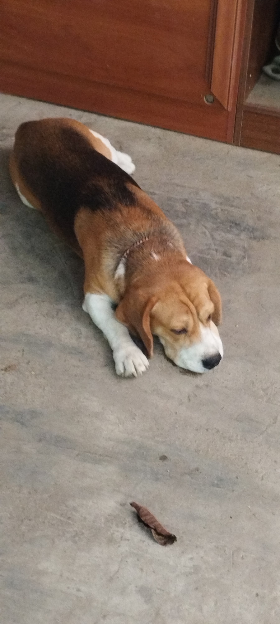 A tri-colored beagle dog is lying on a concrete floor with its head resting on its paws. The dog has brown, black, and white fur, with its ears lying flat against its head. The background consists of a wooden cabinet with a brown finish. A single brown leaf is on the floor to the right of the dog. The scene appears to be indoors, in an undetailed room.