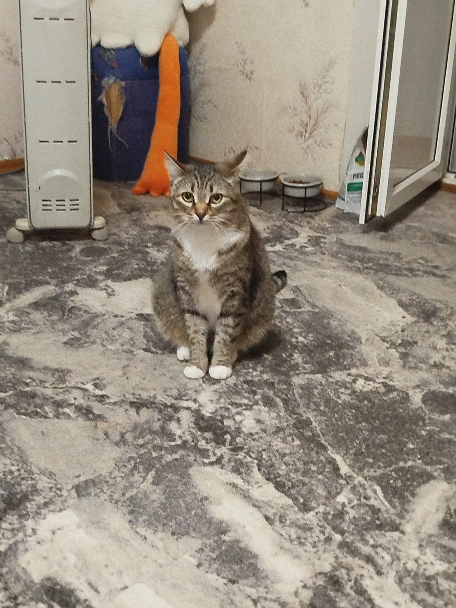 A tabby cat with white paws and a white bib is sitting on a mottled gray and white floor. Behind the cat, from left to right, are a white radiator, a blue and white stuffed animal with an orange leg, two pet bowls on stands, and a white door frame. A bag labeled "PER" is visible next to the door frame. The wall in the background has a floral pattern. The location is unknown.
