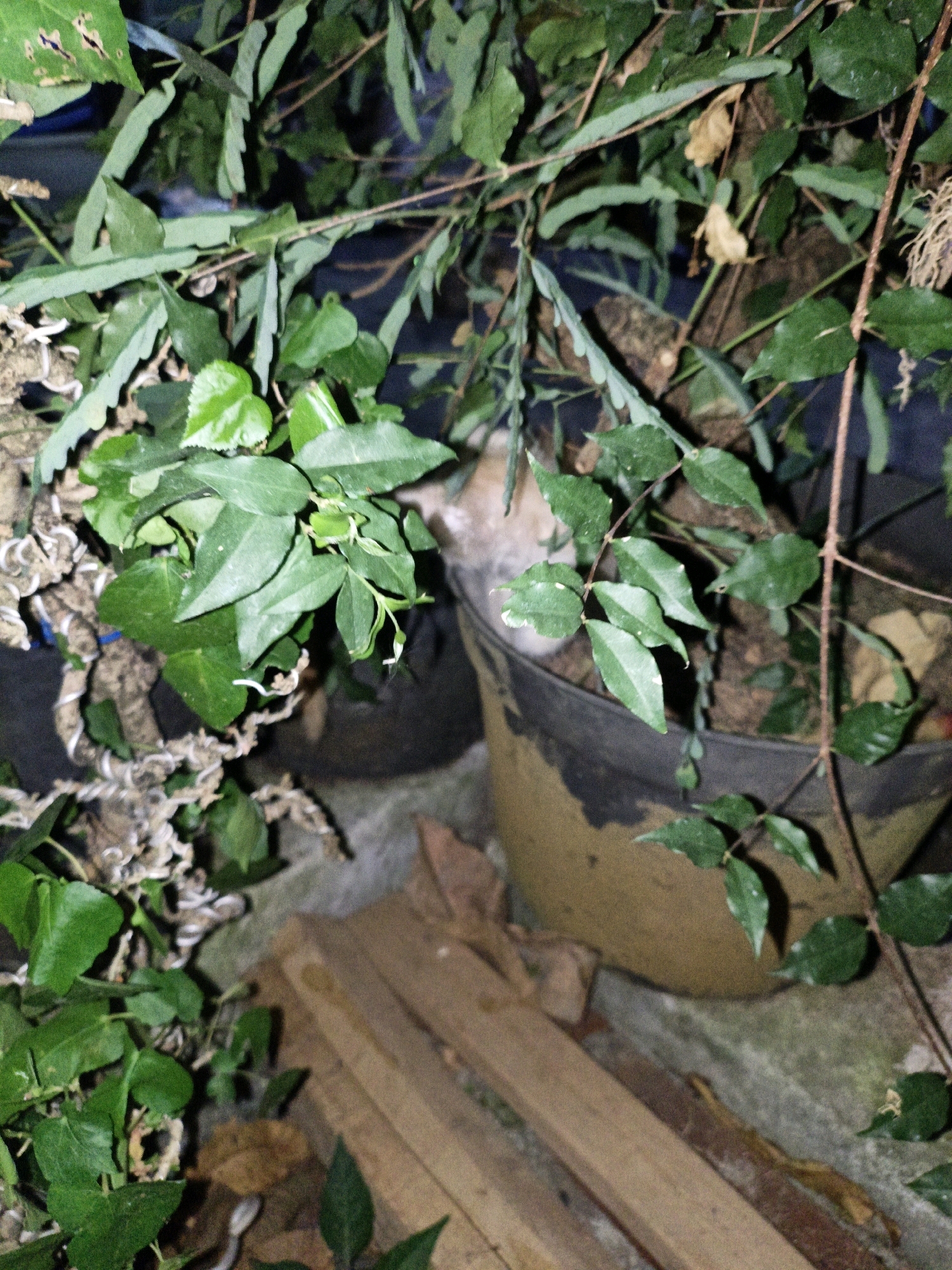 In Cikal, Indonesia, a domestic cat, primarily white with ginger markings, is partially visible nestled among dense green foliage and branches. The cat is positioned within a large, tan-colored planter pot, which is situated on a rough concrete surface. Several pieces of weathered wood are scattered on the ground near the planter. The scene is dimly lit, suggesting it may be evening or a shaded area.