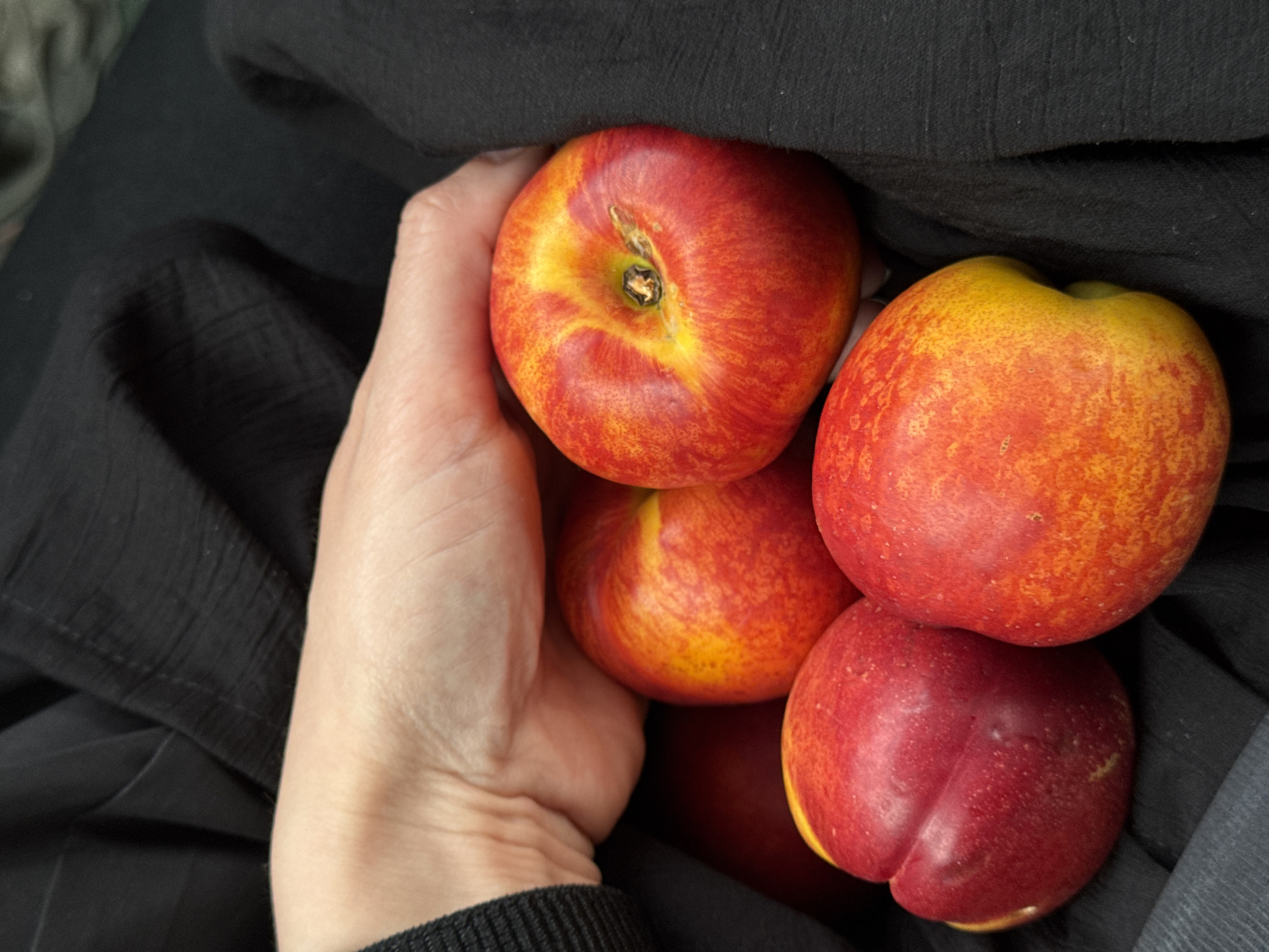 A hand is holding a pile of at least four nectarines. The nectarines are red and yellow. The hand is pale. The scene takes place against a background of dark fabric. The location is not discernible from the image.