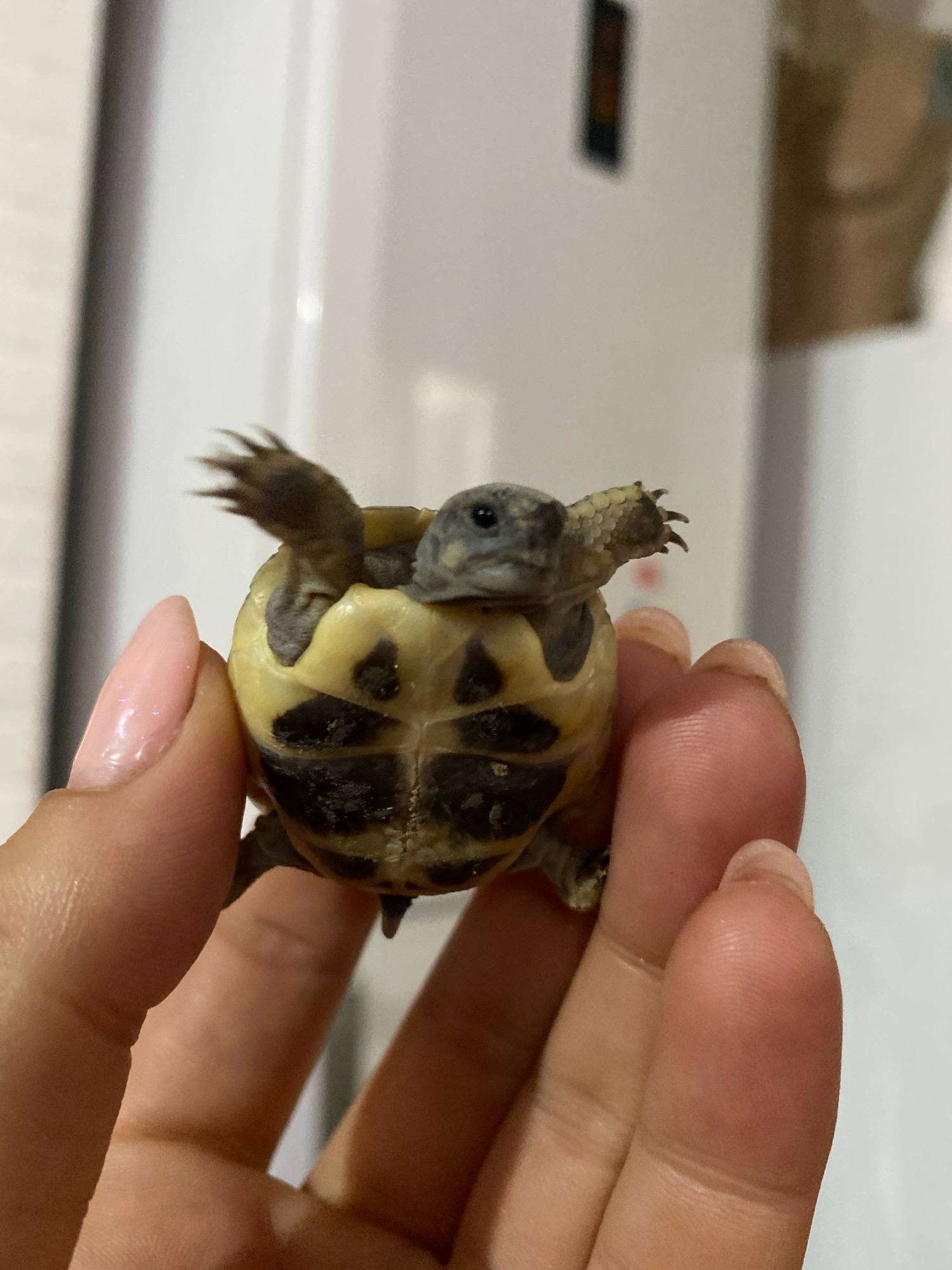 A close-up shot shows a tiny tortoise being held by a person's hands. The tortoise is yellow and brown, with its legs and head visible. The person's fingernails are painted a light pink. The background is blurred and appears to be indoors, with a white, vertical surface. The location of Zgrade, Montenegro is not discernible from the image.