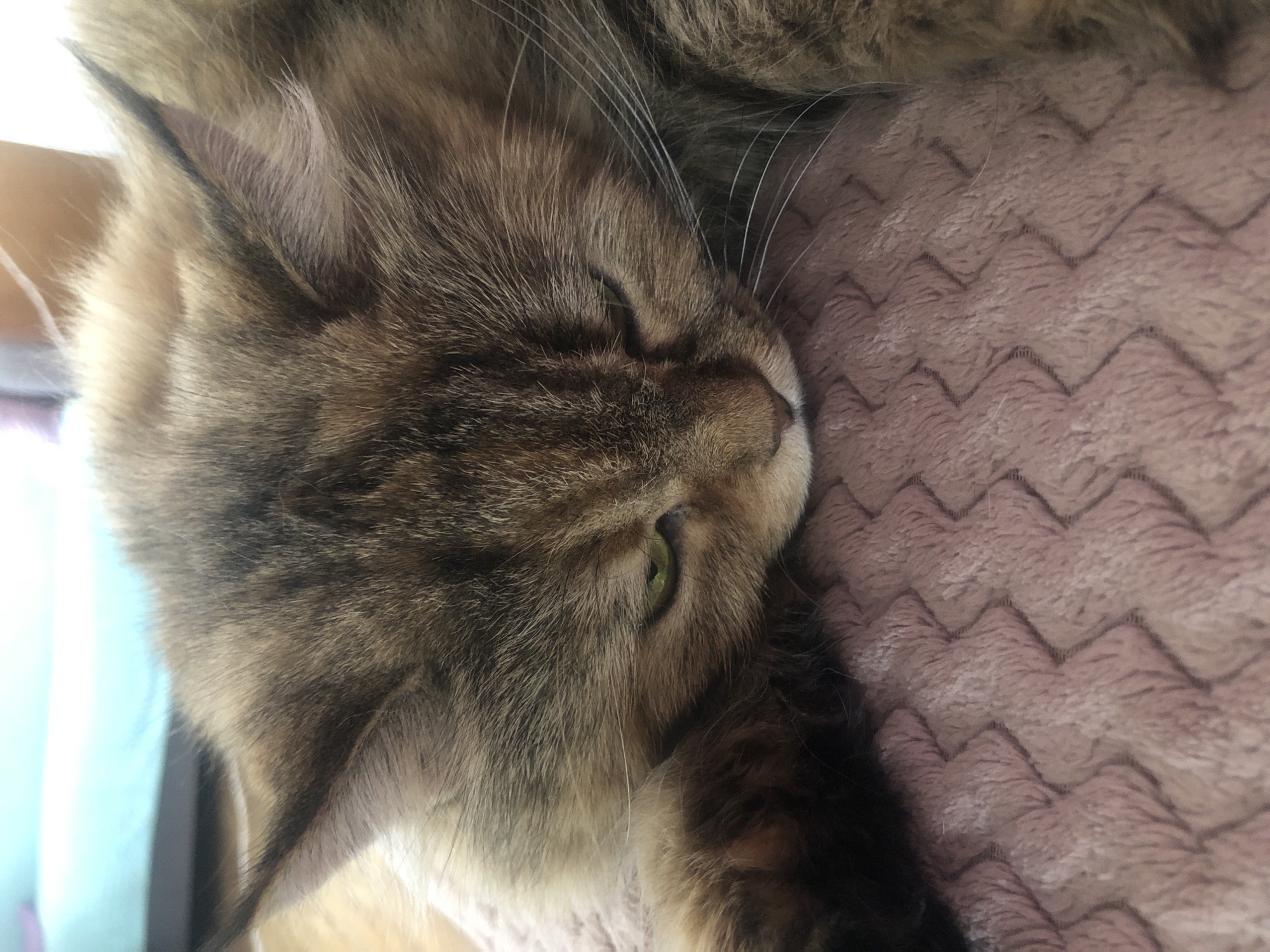The image is a close-up, vertically oriented photograph of a cat sleeping on a textured, pink blanket. The cat, a tabby with brown, black, and tan fur, is lying on its side with its eyes mostly closed, revealing only a sliver of green iris. Its whiskers are long and white, fanning out from its muzzle. The cat's head is resting on the blanket, which has a distinctive zig-zag pattern. The lighting suggests it may be daytime, possibly indoors, with a soft light illuminating the cat's face. The background is blurred, with hints of a light blue object to the left and a warm, light-colored surface below the cat. The overall impression is one of peaceful slumber and comfort. There is no visible text in the image.