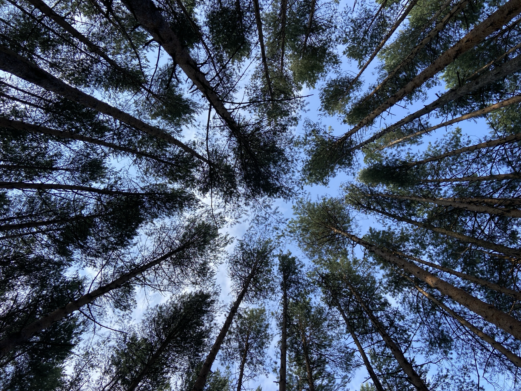 The image is an upward-looking view of a dense forest canopy, dominated by tall, slender pine trees. The sky is visible through the branches, appearing as a clear blue with scattered wispy white clouds. The perspective suggests the viewer is standing at the base of the trees, looking directly up towards the sky. The trunks of the trees are rough and textured, with a reddish-brown bark. Their branches, laden with dark green pine needles, reach upwards and outwards, creating a complex, almost geometric pattern against the sky. There are no people or man-made objects visible in the image. The scene is natural and appears to be a peaceful forest environment. The image is undated and its specific location within Votkinsk, Russia, is not discernible from the visual information provided.