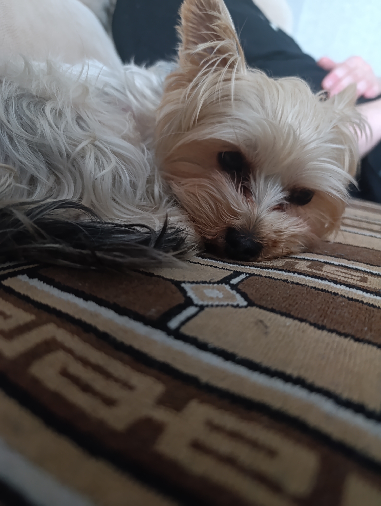 A Yorkshire Terrier dog is lying on a patterned rug. The dog is a light brown and white color. Its eyes are closed and its head is resting on the rug. The rug has a brown and white geometric pattern. In the background, a person is visible, appearing to be sitting on a couch. The lighting is soft and warm.