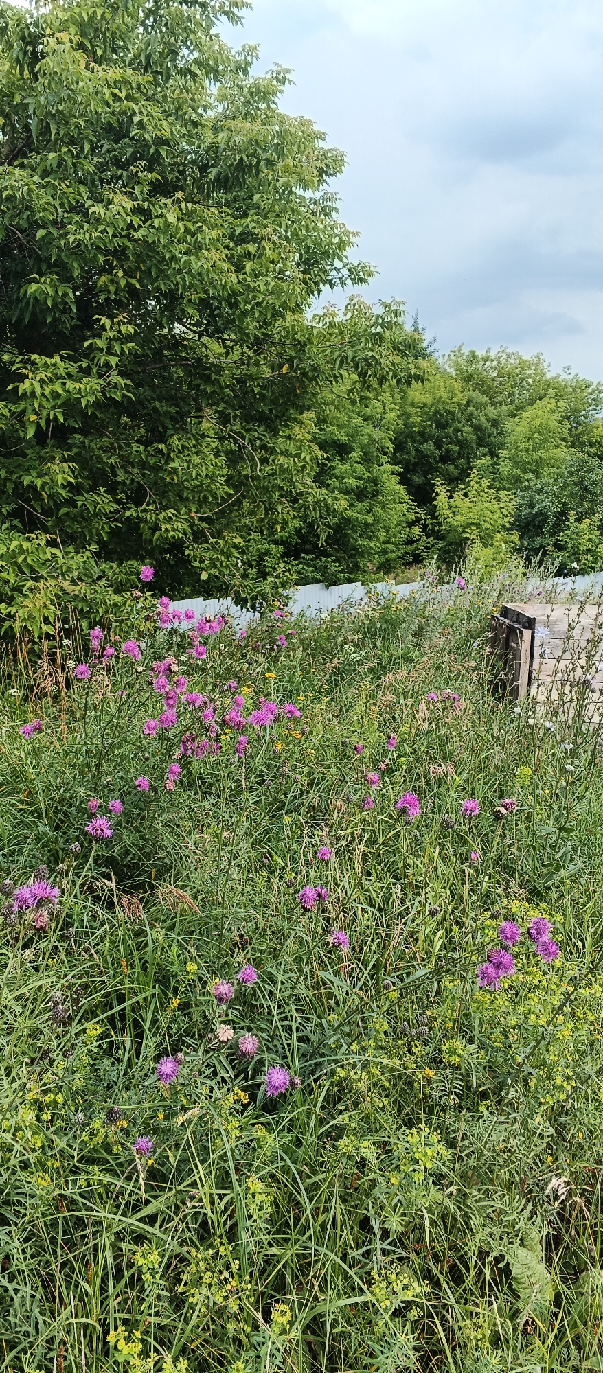 A vertical, eye-level, medium shot captures a lush, overgrown field in Pirogovo, Russia. The foreground is dominated by tall, green grass interspersed with vibrant purple thistle-like flowers, some of which are in full bloom. Small yellow flowers are also scattered throughout the greenery. In the background, a dense wall of green trees creates a natural backdrop. A white fence is partially visible behind the foliage. To the right, a wooden structure, possibly part of a spool or reel, adds a rustic element to the scene. The sky above is partly cloudy, with patches of blue peeking through the grey. The overall impression is one of untamed natural beauty, characteristic of a rural or suburban landscape.