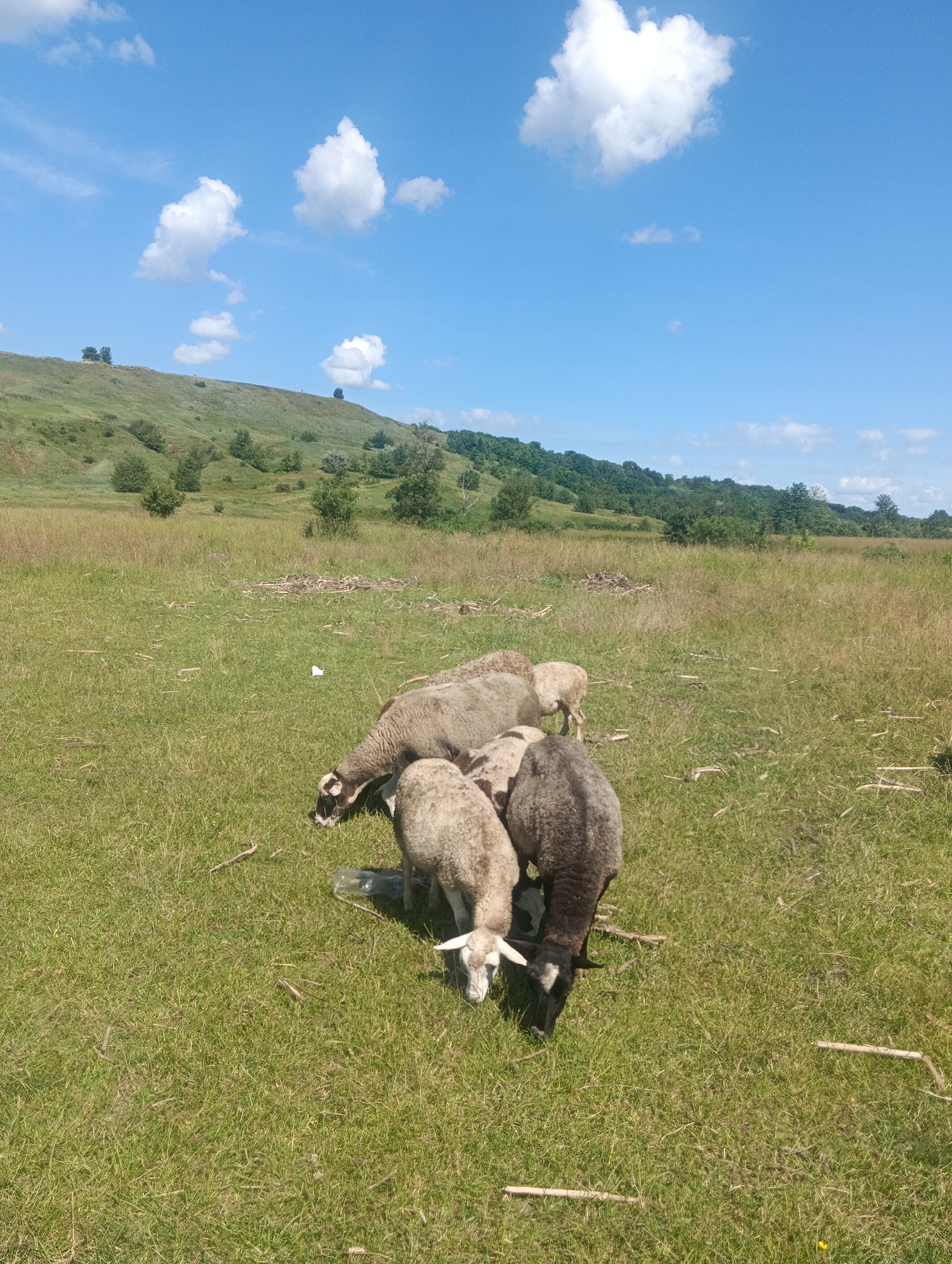 A flock of sheep graze in a grassy field under a bright blue sky dotted with fluffy white clouds. The landscape is gently rolling, with a tree-lined hill rising in the background. The sheep are of various colors, including light brown, white, and dark gray. One sheep in the foreground has a black head and white markings on its face. They are clustered together, appearing to be grazing on the lush green grass. The scene is bathed in bright sunlight, suggesting it is a clear, warm day. Scattered twigs and dry grass are visible on the ground, intermingled with the green blades. The overall impression is one of peaceful pastoral tranquility. No text is visible in the image.
