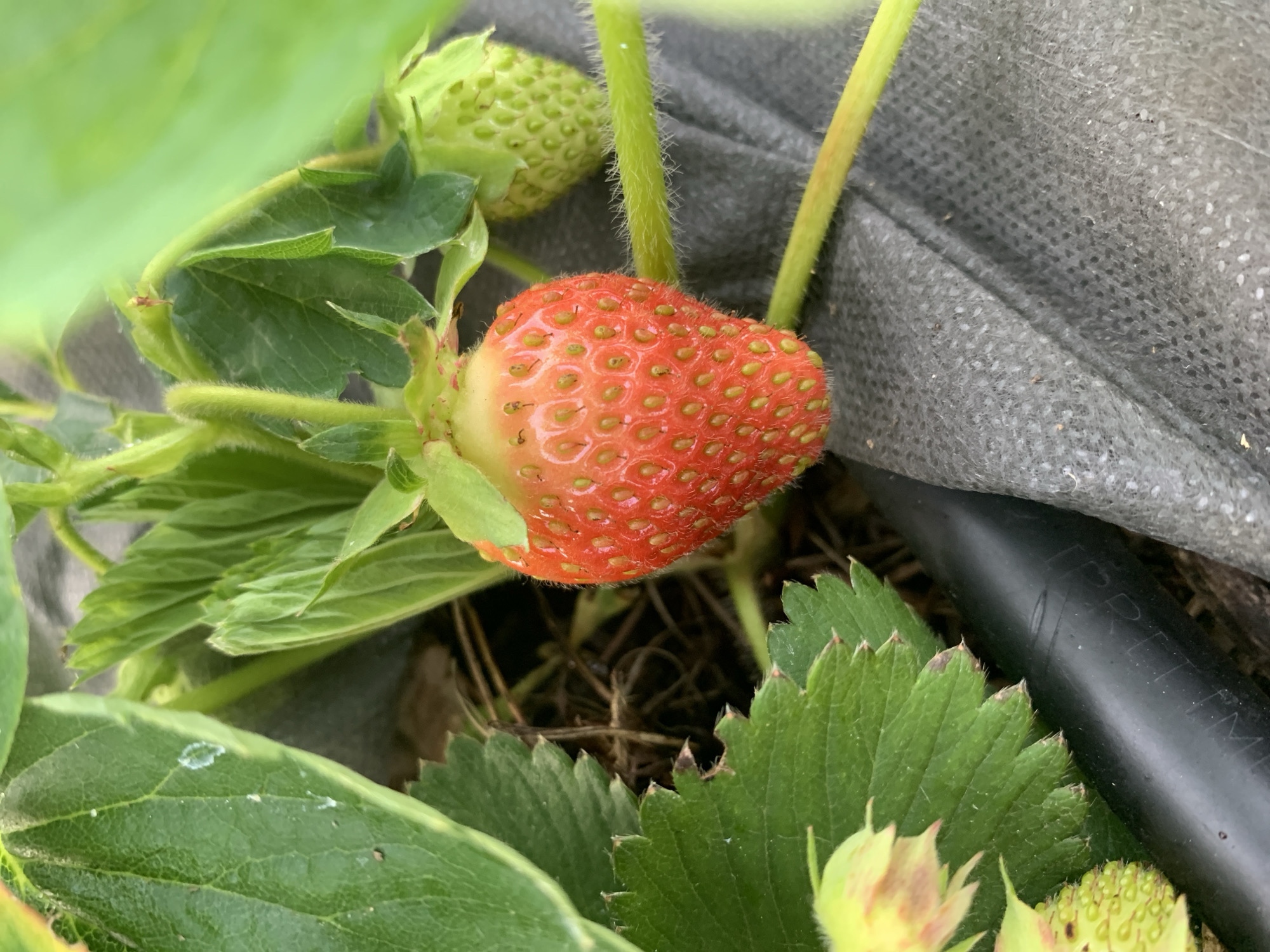 The image shows a close-up of a strawberry plant growing outdoors. A partially ripe strawberry, reddish-orange with green tips, is the main subject, positioned centrally in the frame. Its surface is covered with small yellow seeds. Surrounding the strawberry are several green leaves, some of which appear to be slightly damaged. To the right of the ripe strawberry, a smaller, unripe green strawberry is visible. The plant is growing in dark soil, and a black irrigation tube runs along the bottom of the frame, partially obscured by grey fabric material. The overall environment suggests a garden or agricultural setting. The image's location is specified as Lindo-Pustyn' (Kantaurovskii S/S), Russia, indicating a rural or agricultural area within that region. No people are present in the image.