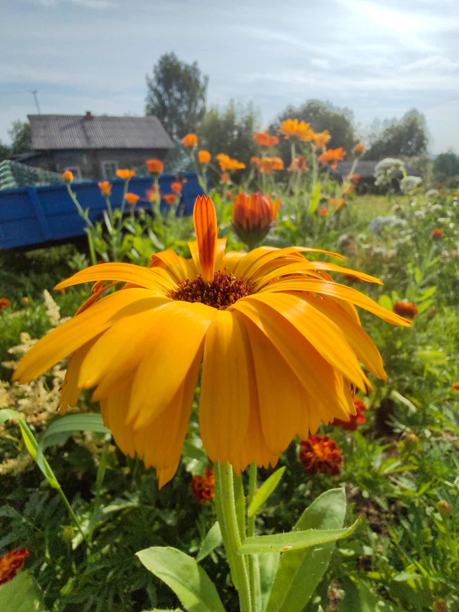 The image depicts a close-up of a large, vibrant orange calendula flower in the foreground, with its petals fanning out. In the background, out of focus, is a rural scene. A weathered, gray-roofed house with visible windows stands amongst green trees under a partly cloudy sky. To the left of the house, a portion of a bright blue structure, possibly a trailer or cart, is visible. The environment is a garden or yard, with other orange and yellow flowers, green foliage, and grass. The overall impression is a sunny day in a rural setting, likely a dacha or countryside home. The location is specified as the city of Chukhloma, Russia.