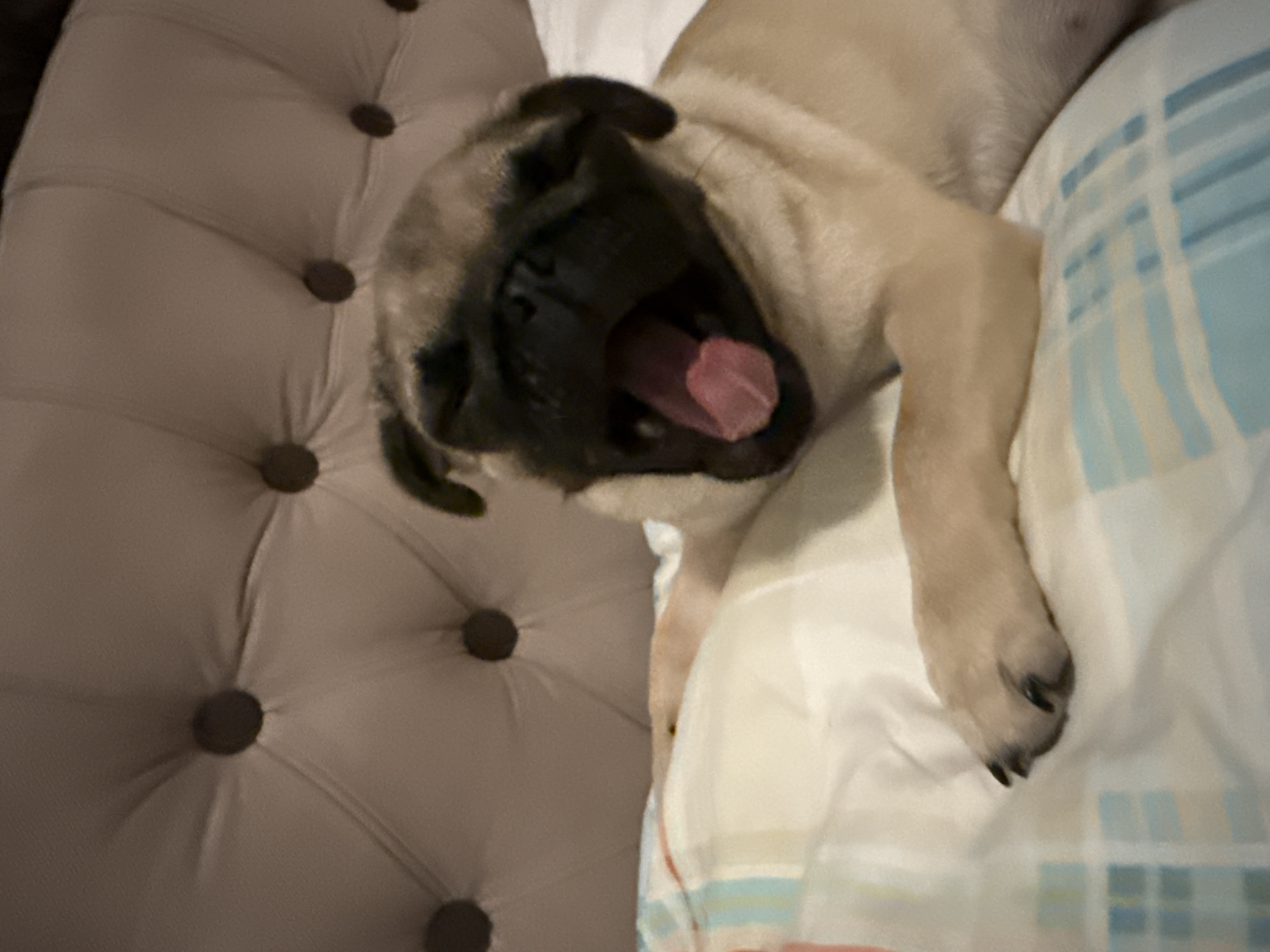 A fawn-colored pug yawns widely on a bed. The pug is positioned in the foreground, with its mouth open, revealing a pink tongue. Its front paws are resting on a white and blue striped pillow. In the background, a tufted headboard is visible, with a light grey upholstery. The overall environment appears to be a bedroom. The image was captured in Unknown, Unknown.