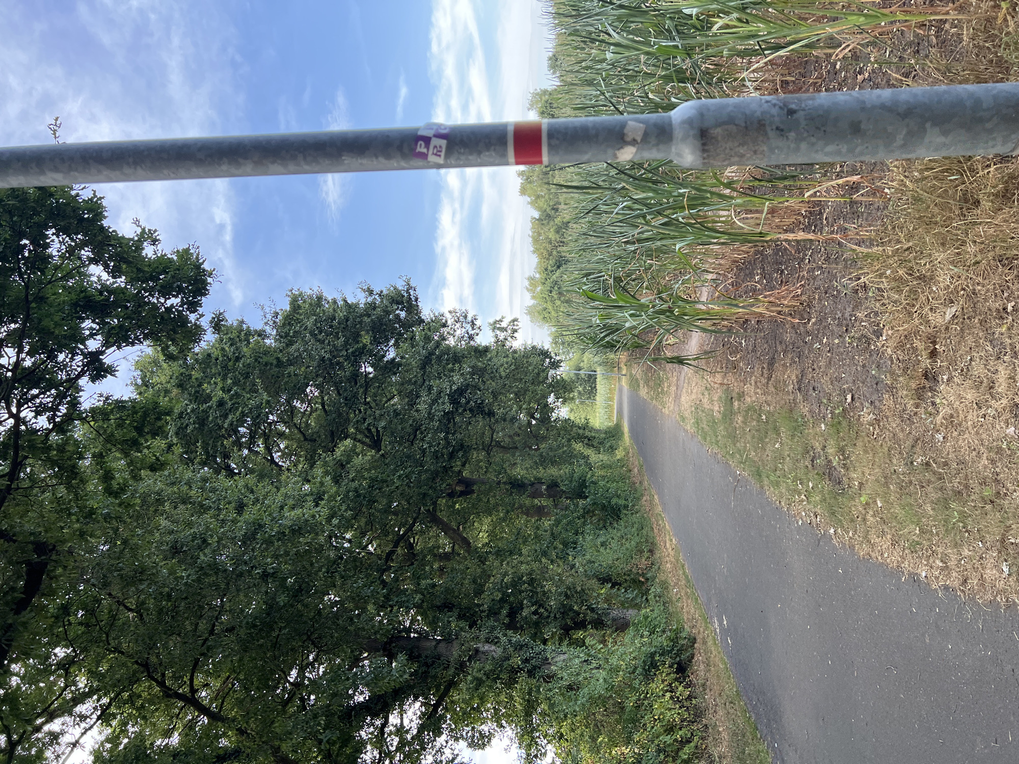 A paved pathway runs alongside a dense line of trees on the left, with a cornfield on the right. A metal lamppost stands in the foreground, to the right of the pathway. The lamppost has a red band around it and some stickers adhered to it. The sky above is blue with scattered clouds. The environment appears to be rural or on the outskirts of a city. There are no people visible in the image.