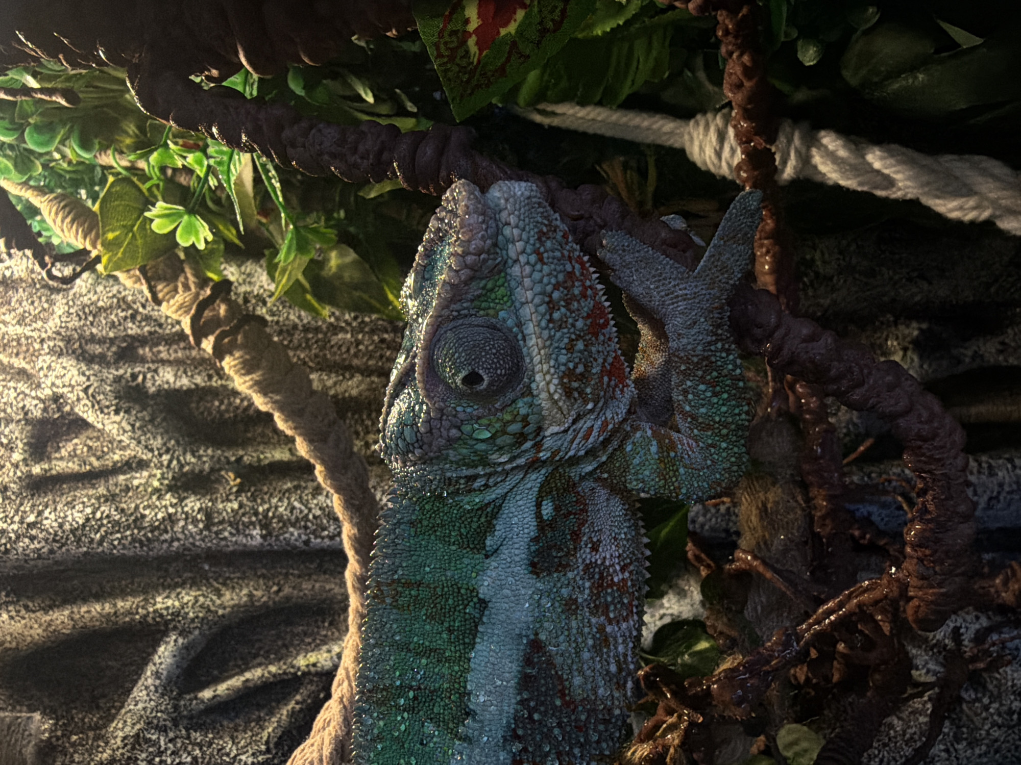 The image shows a chameleon perched on branches and ropes, surrounded by artificial foliage and a textured background that mimics rock. The chameleon is predominantly green and blue with some red and white markings. Its skin appears wet, possibly from misting. The lighting suggests an indoor environment, likely a terrarium. There is no visible indication of the city of Bila Tserkva, Ukraine, or any specific outdoor environment.