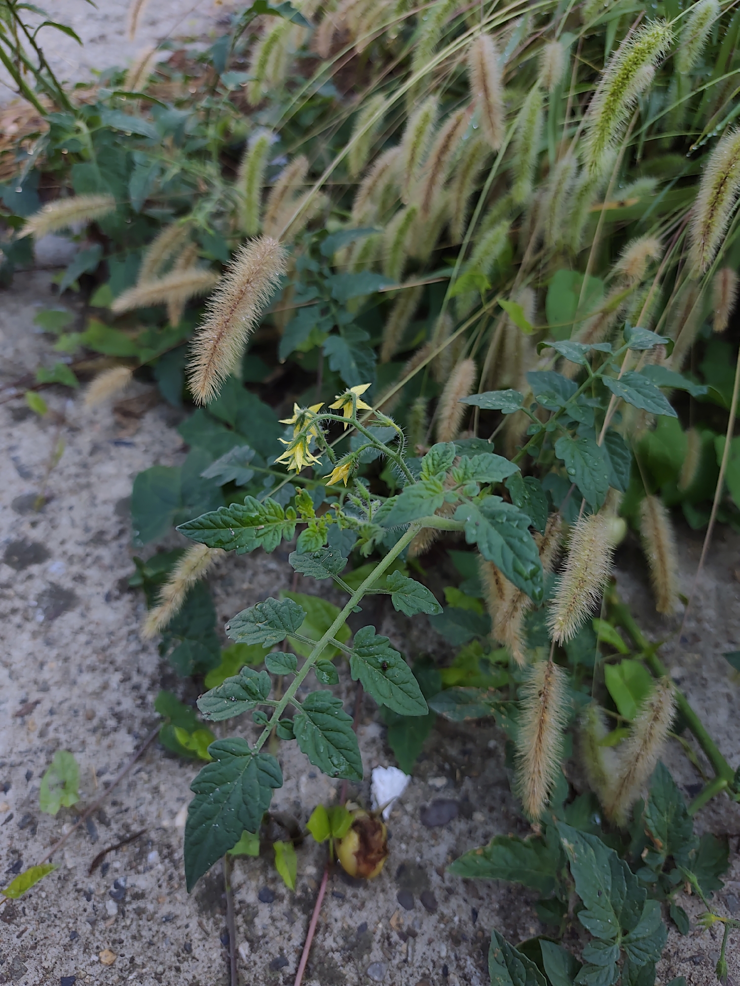 The image depicts a close-up view of a tomato plant with small yellow flowers and developing fruit, growing amidst foxtail grass. The plant has green, serrated leaves and is situated on a rough, greyish ground surface that appears to be concrete or compacted gravel, possibly a pathway or sidewalk. Dewdrops are visible on some of the leaves and grass stalks, suggesting recent moisture. In the background, the foxtail grass is dense and a mix of green and light brown hues. A small, unripe, greenish-yellow tomato with some browning is visible on the ground near the plant. The scene appears to be an outdoor urban environment, potentially a neglected corner or green space within a city. The lighting is soft, indicating it might be early morning or late afternoon. There are no people or animals visible in the frame. The location is identified as Oryol-Izumrud, Russia, though the image itself does not contain any specific landmarks or indicators to confirm this precise location beyond the user's prompt.