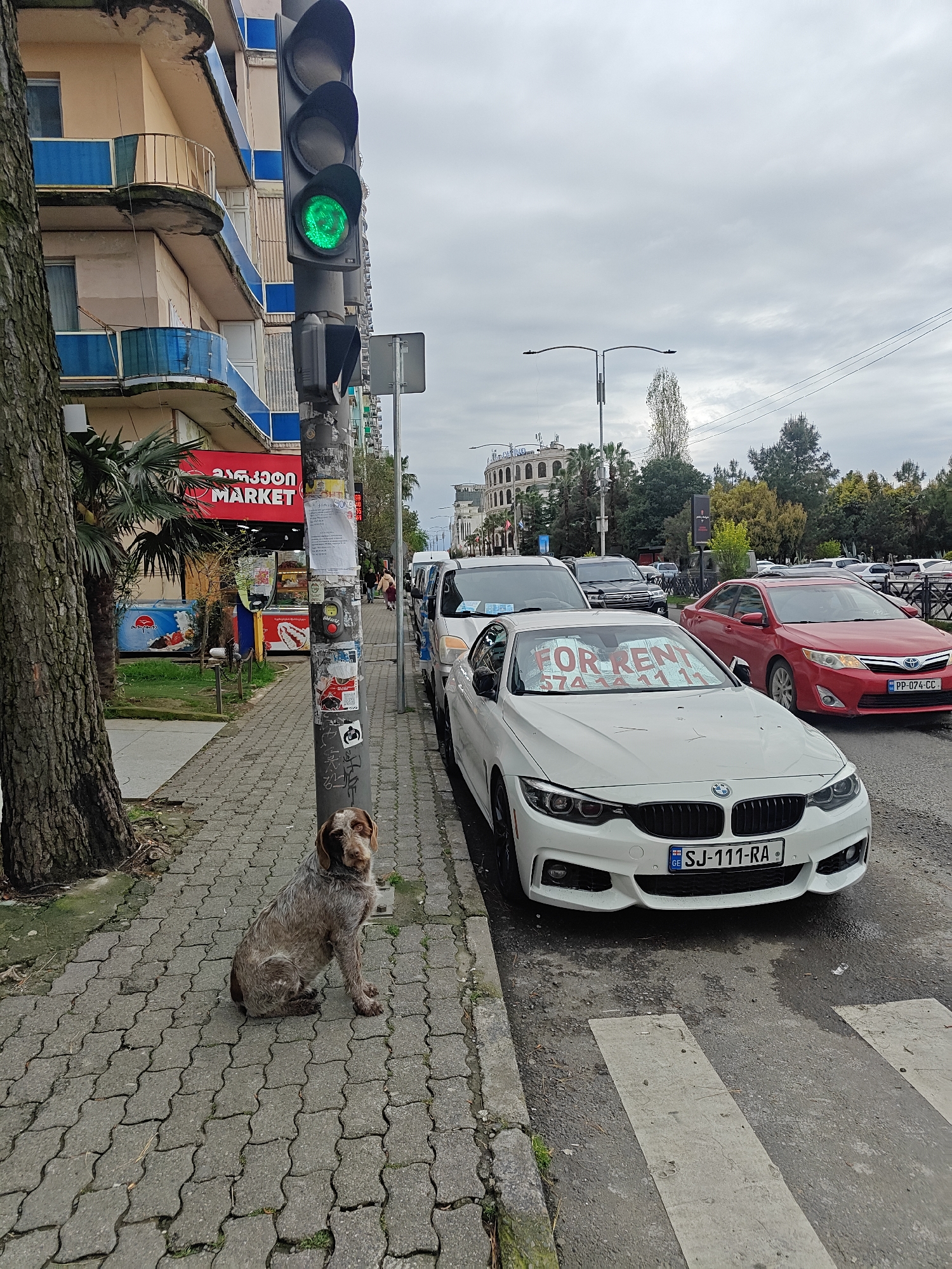 The image presents an urban street scene captured on an overcast day. In the foreground, a medium-sized, wire-haired dog, possibly a Spinone Italiano or similar breed, sits calmly on a patterned cobblestone sidewalk, looking towards the viewer. Adjacent to the dog, a traffic light on a pole displays a green signal. The pole itself is covered with various stickers and graffiti.
Along the street, several vehicles are parked. A white BMW convertible is prominently featured, with a "FOR RENT" sign and the phone number "574 111 11" taped to its windshield. Its Georgian license plate reads "SJ-111-RA". Behind the BMW, a red Toyota sedan with the license plate "PP-074-CC" is also visible. Other cars are parked further down the street, which includes a pedestrian crossing.
To the left, a large tree trunk partially frames the scene. Behind the dog, a building with blue-trimmed balconies houses a storefront labeled "MARKET," with Georgian text "მაღაზიით" visible above it. Palm trees and other deciduous trees line the sidewalk and appear in the background. In the distance, a large, ornate building with arches and a rounded facade can be seen. The sky is uniformly gray and cloudy, indicating an overcast day.
