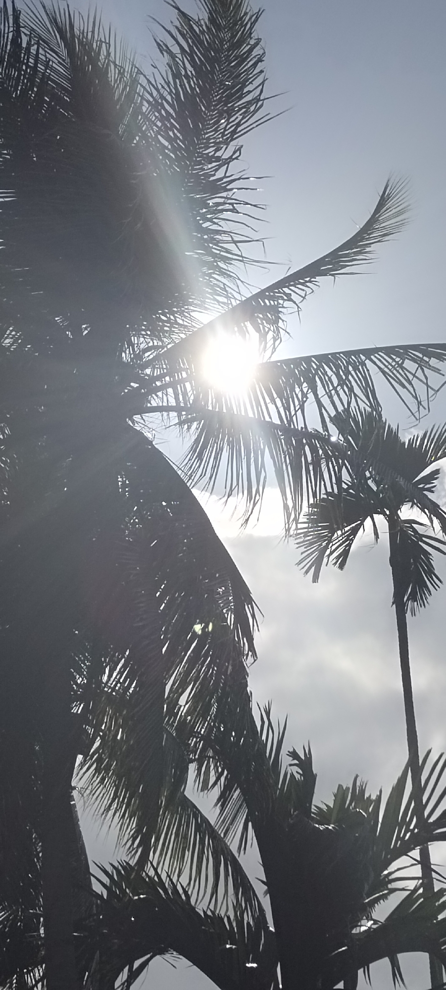 The image depicts a view of palm trees against a bright sky, possibly in a tropical or subtropical location within Unknown, Unknown. The sun shines intensely through the fronds of the palm trees, creating a strong lens flare effect and obscuring some details. The palm trees are silhouetted against the light, making their exact species difficult to determine, although they appear to be of varying sizes and possibly different types. The background sky is light in color, suggesting either a bright sunny day or an overcast sky with diffused sunlight.