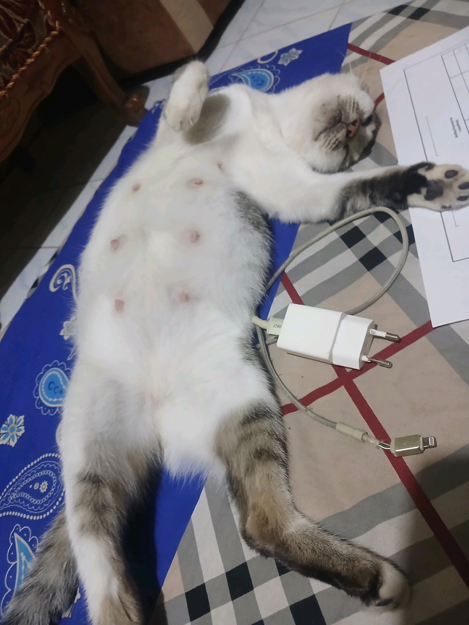 A light-colored cat with gray tabby markings is sleeping on its back on a bed. The cat's belly is visible and shows multiple small, pink nipples. A white phone charger with two prongs is plugged into a power adapter and lies next to the cat. A charging cable extends from the adapter towards the cat's hindquarters. The bed has a patterned blue sheet with white floral designs and a checkered comforter in red, beige, and black. A portion of a wooden chair is visible in the upper left corner. The scene appears to be indoors, possibly in a bedroom, in the city of Banyuwangi, Indonesia.