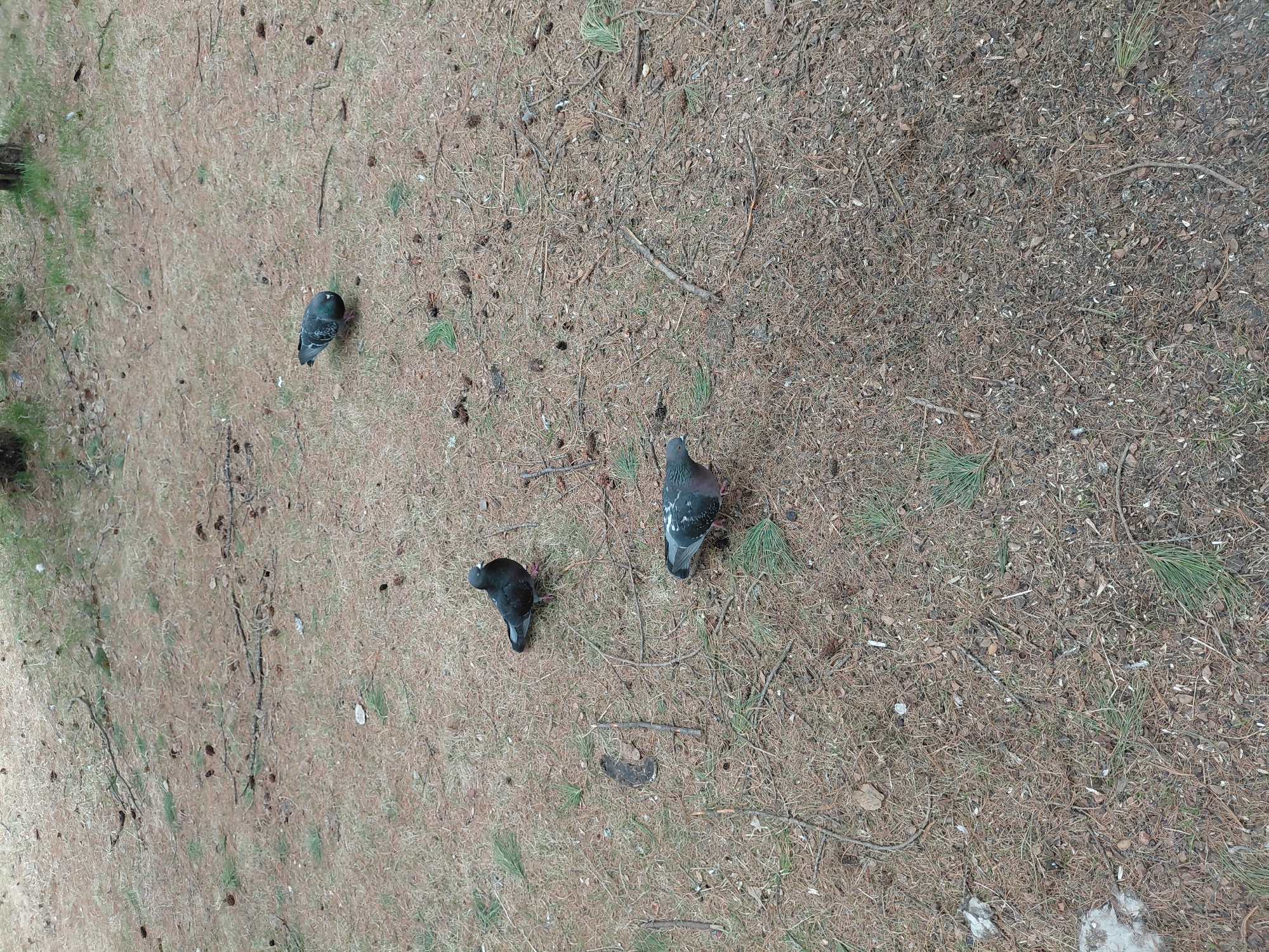 The image shows a ground surface covered in pine needles, small twigs, and other organic debris, indicative of a woodland or park environment. Three pigeons are scattered across the scene. One pigeon is located in the upper left, another in the center, and the third towards the center right of the image. The pigeons are of varying color patterns. The location could be the city of Nadym, Russia. No other information on people, objects, or actions can be determined from the provided image.
