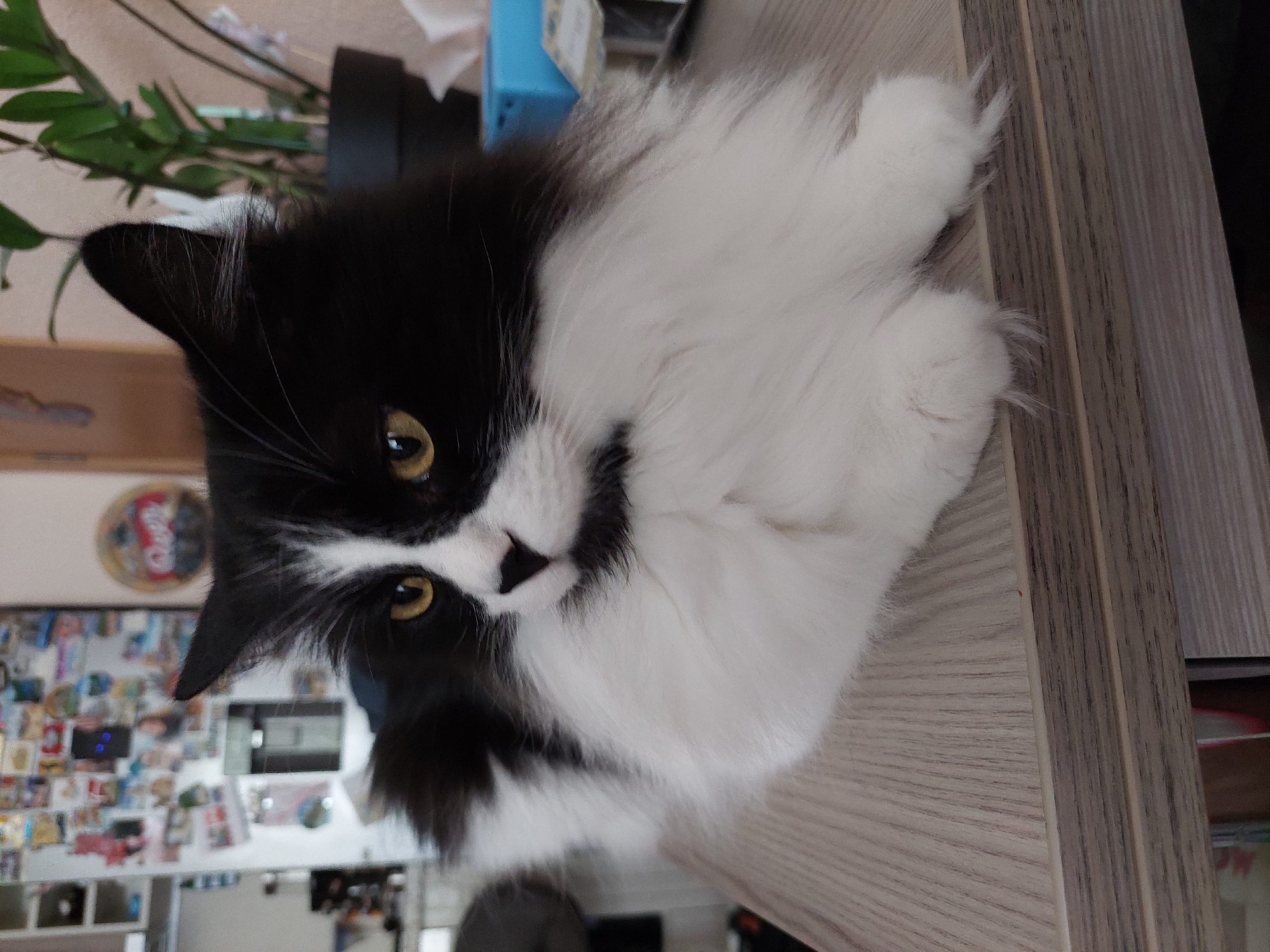 A black and white cat with long fur is lying on a light-colored wooden surface. The cat's head is tilted slightly to the left, and its yellow eyes are open. The background is blurred, but appears to be a room with a collage of photos or other items on a wall. The location is Plovdiv, Bulgaria (based on previous image analysis).