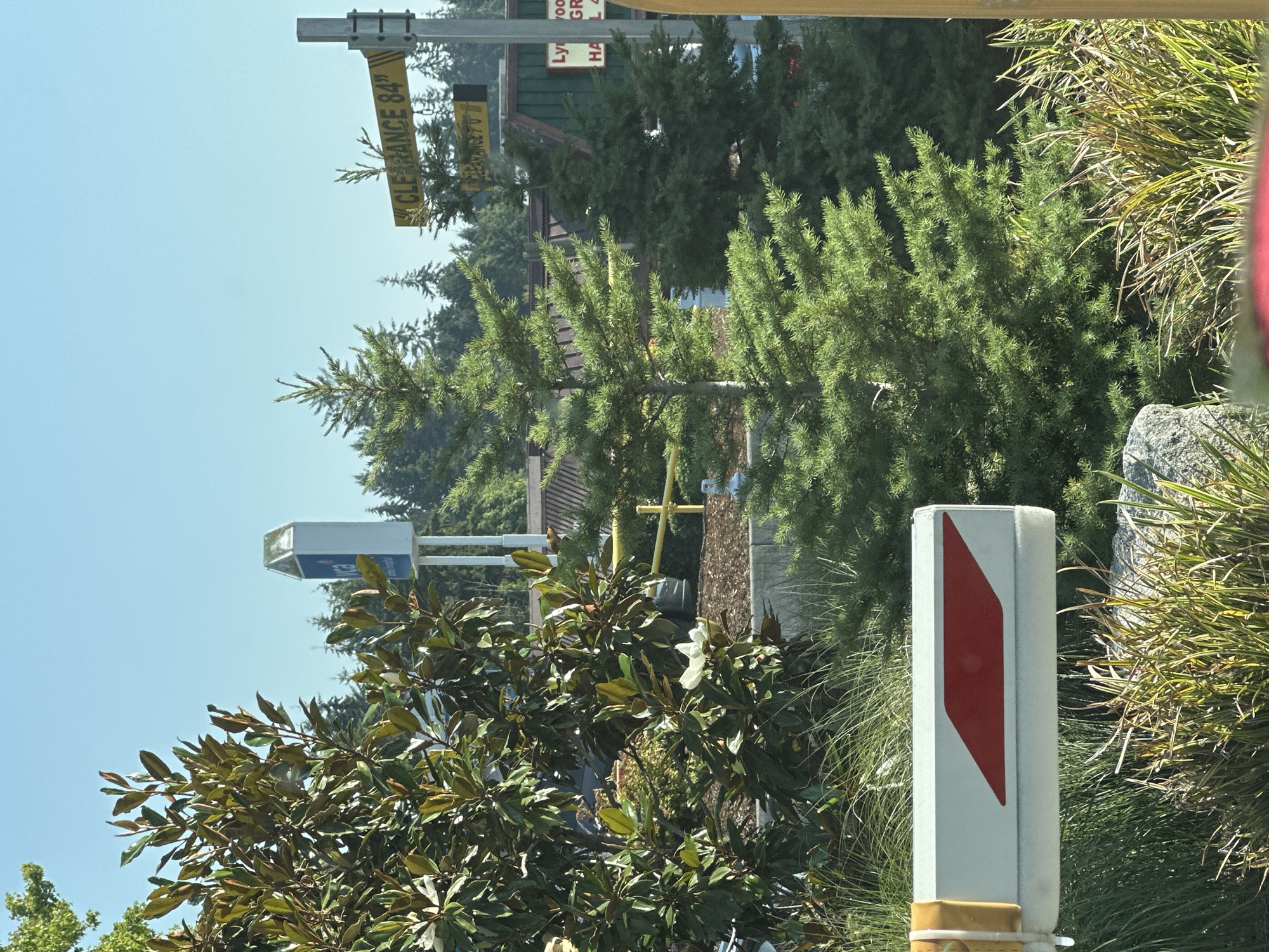 The image captures a sunny outdoor scene in Lynnwood, United States of America. In the foreground, a white and yellow barrier arm with red reflective markings is visible, suggesting a checkpoint or entrance. Lush green foliage, including tall grasses and the leaves of a large tree, frames the scene. Behind the barrier, a young evergreen tree stands prominently, with a larger evergreen tree to its right. In the background, a building with a green roof and a sign that partially reads "Ly ood" is visible. There are also two yellow signs with black lettering indicating "CLEARANCE 84"" and "CLEARANCE 7'0"". A blue and white sign shaped like a house is also present. The sky is clear and blue, indicating fair weather. The overall impression is a commercial or service area entrance surrounded by vegetation.