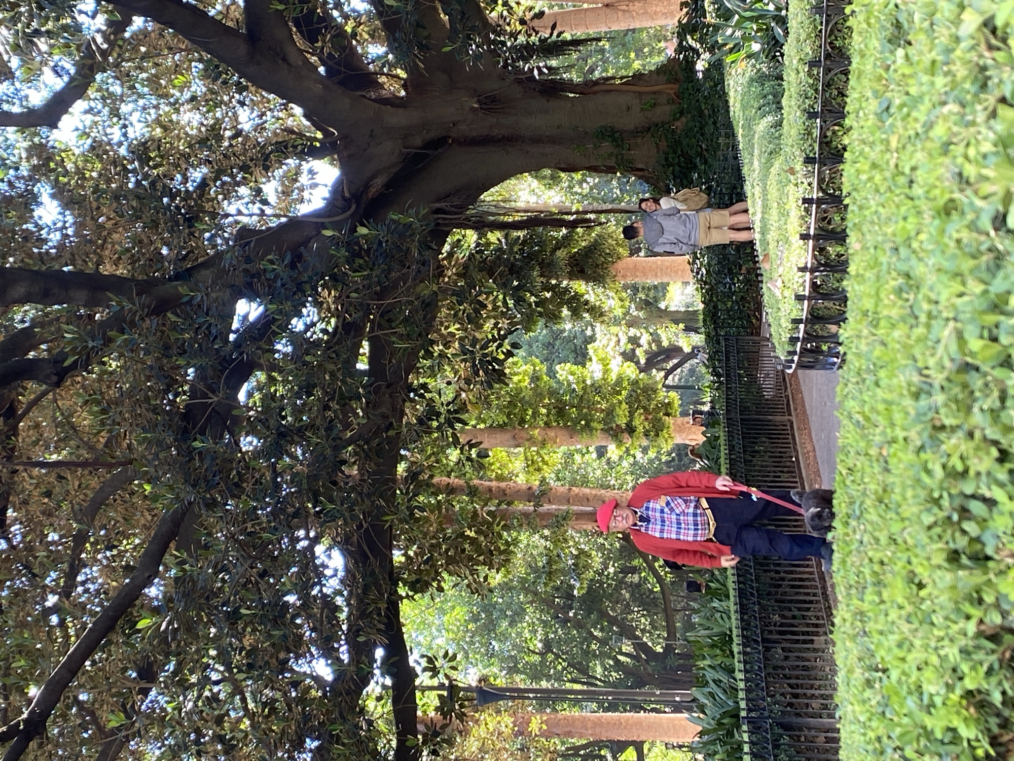 The image depicts a park scene in Buenos Aires, Argentina. The frame is dominated by a large, mature tree on the left, its canopy shading the area. The tree's exposed roots are visible.
A man, wearing a red jacket and a red cap, is walking a dog on a leash. He is walking alongside a black wrought-iron fence, with a tall, manicured hedge bordering the fence on the right.
In the background, under the tree canopy, are two people standing next to each other and facing away from the camera. Beyond them are more trees and glimpses of light.
The lighting suggests it is daytime, and the environment appears to be a well-maintained urban park.