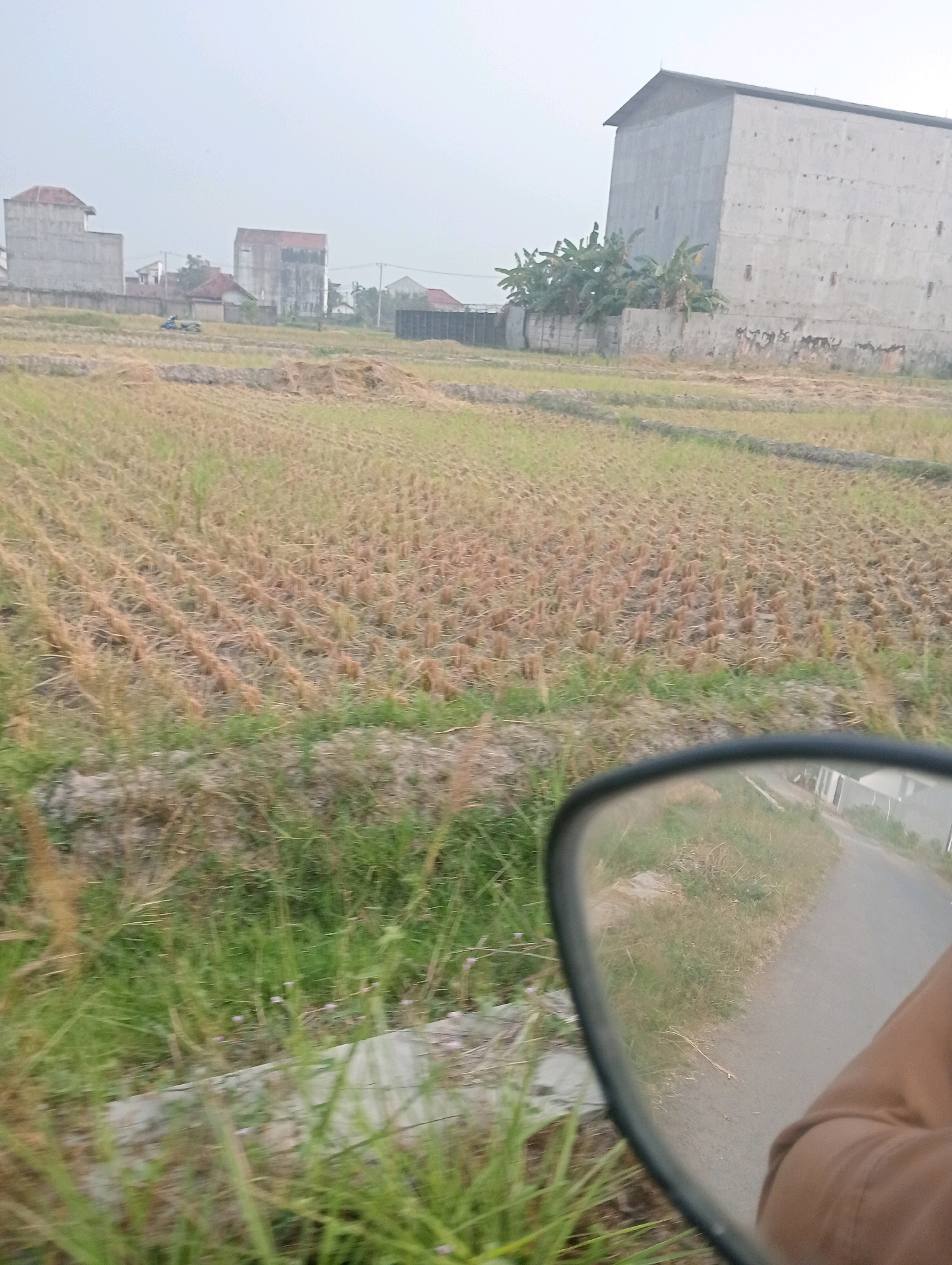 The image shows a rural scene in Pringsewu, Indonesia, likely a rice field after harvest, indicated by the rows of dried stalks. The field is bordered by vegetation and a road. In the background, several buildings are visible, including a large, modern, gray concrete structure and smaller residential buildings with red roofs. A motorcycle is seen in the distance on the road. A portion of a black-framed mirror, likely from a vehicle, is in the foreground, reflecting the road and surrounding greenery. The sky is overcast.