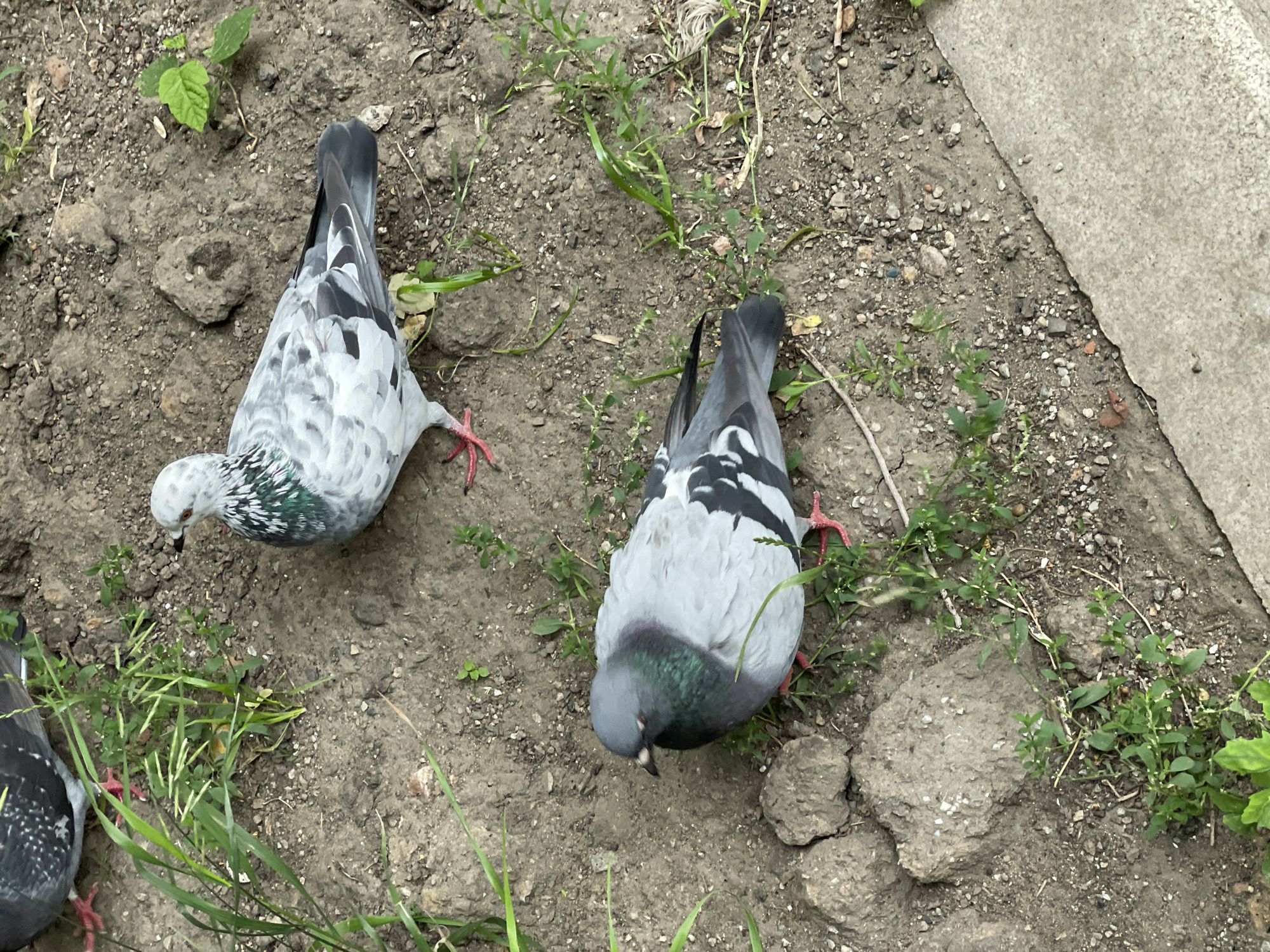 The image depicts two pigeons on a dirt ground with sparse vegetation and a concrete edge in the lower right corner. One pigeon, in the foreground, is light gray with black and white markings on its wings and iridescent green and purple feathers around its neck. It is facing left with its eyes closed or partially closed. Its legs are pink. The second pigeon, in the background, is also light gray with black and white wing markings and a green and white iridescent neck. It is facing right, with its head slightly tilted. Its legs are pink. The ground is composed of soil, small stones, and some dried leaves. Green grass and other small plants are growing sporadically in the dirt. The scene is an outdoor environment, likely a park or an urban area with exposed earth. The image does not provide any specific visual cues to pinpoint its location to Moscow, Russia, or any other city.