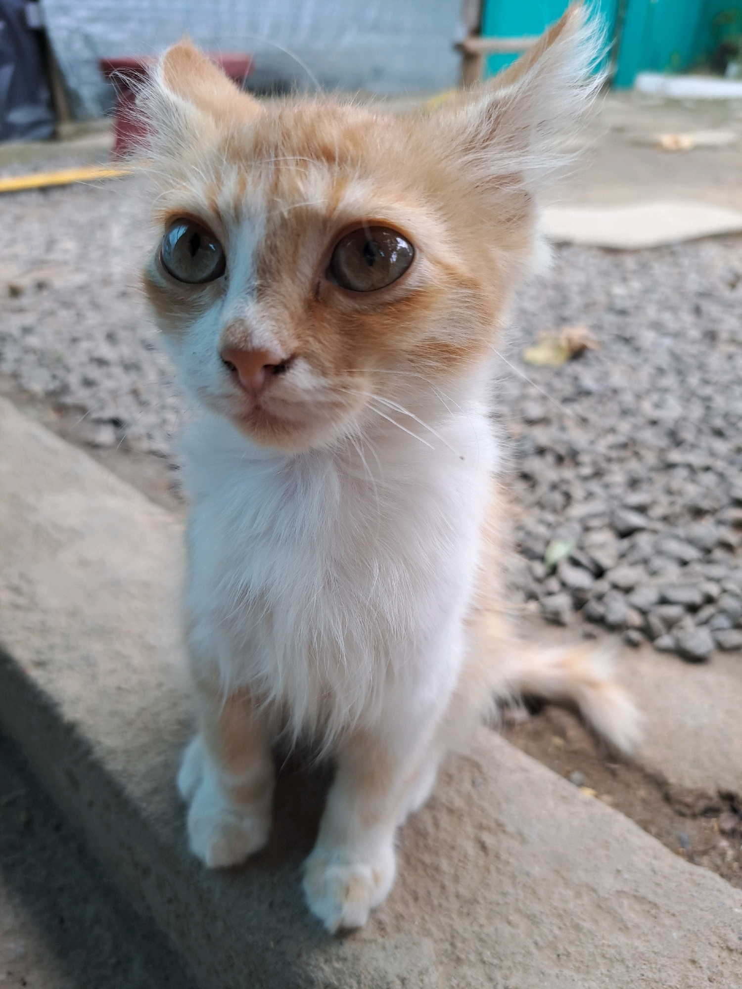 A ginger and white kitten is sitting on a concrete ledge in Vypasne, Ukraine. The kitten has large, expressive eyes and fluffy fur. Its ears are pointed upwards, and its whiskers are visible. The background is blurred, but appears to be an outdoor setting with gravel and some vegetation. The overall impression is of a young, curious animal in a natural environment.